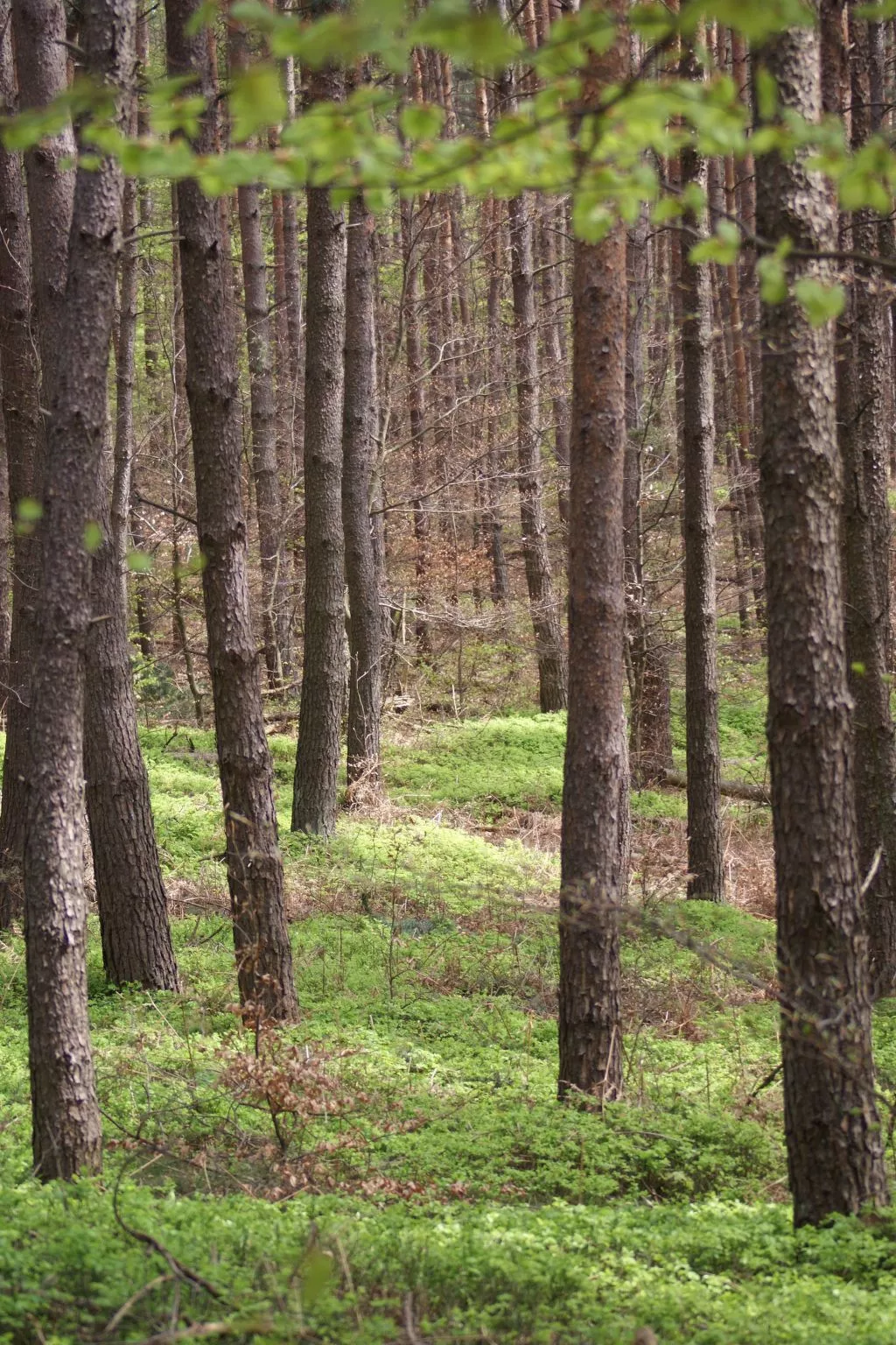 Wohnung du Coucou in Lichtenberg-Drinnen