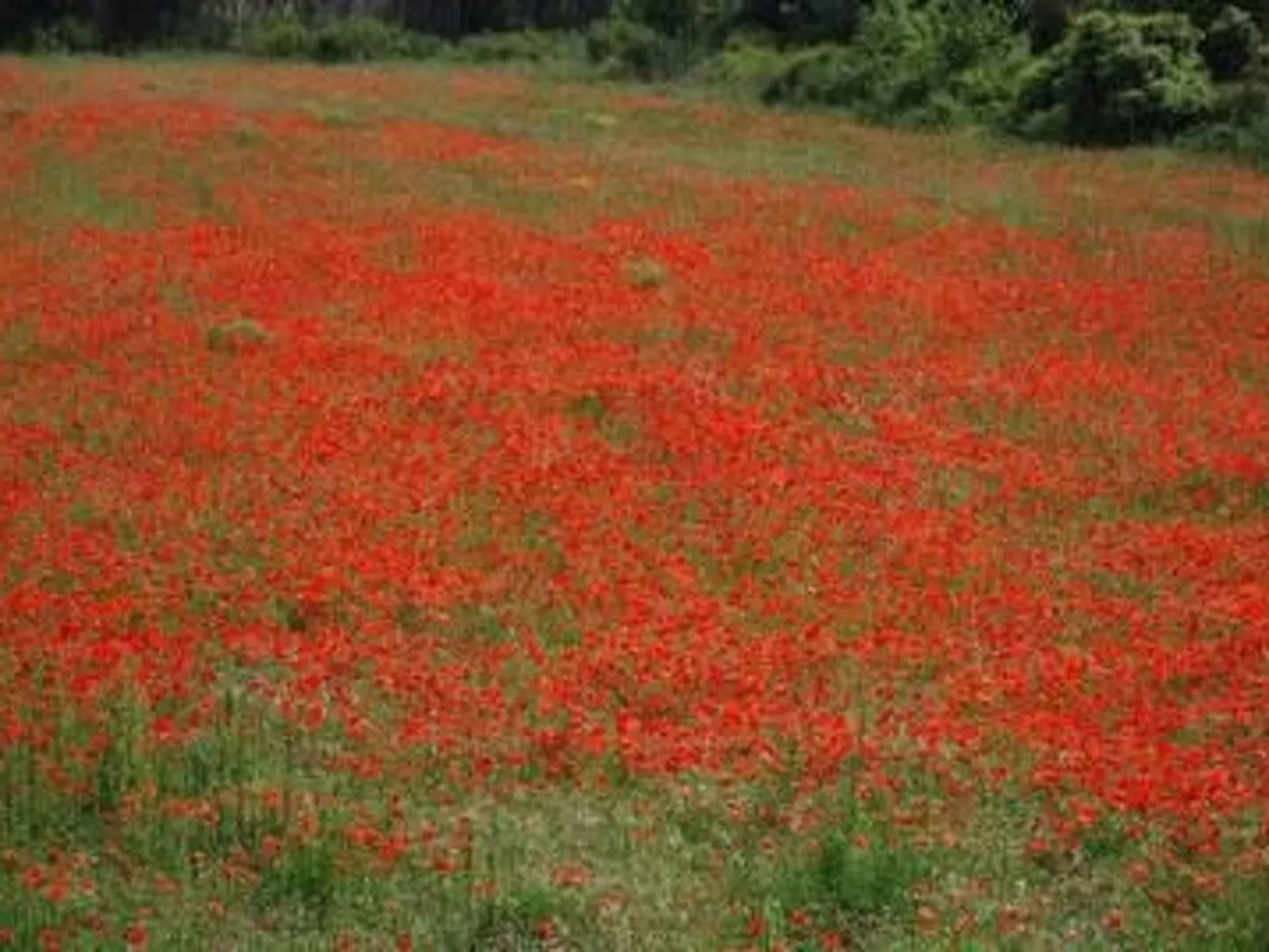 Die kleine Zikade-Dedans
