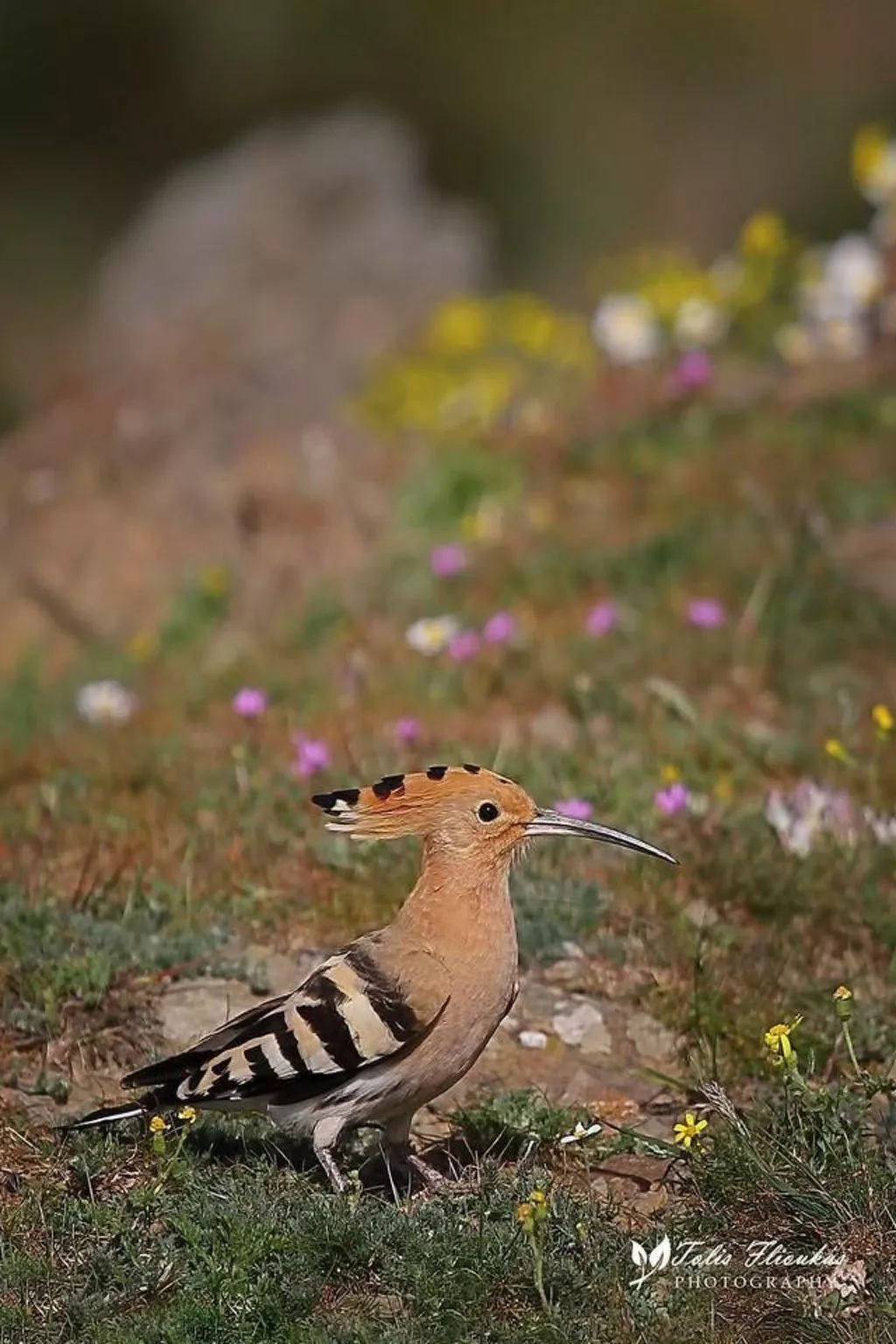 Charmante Villa mit Meerblick - 300m. vom Strand-Inside