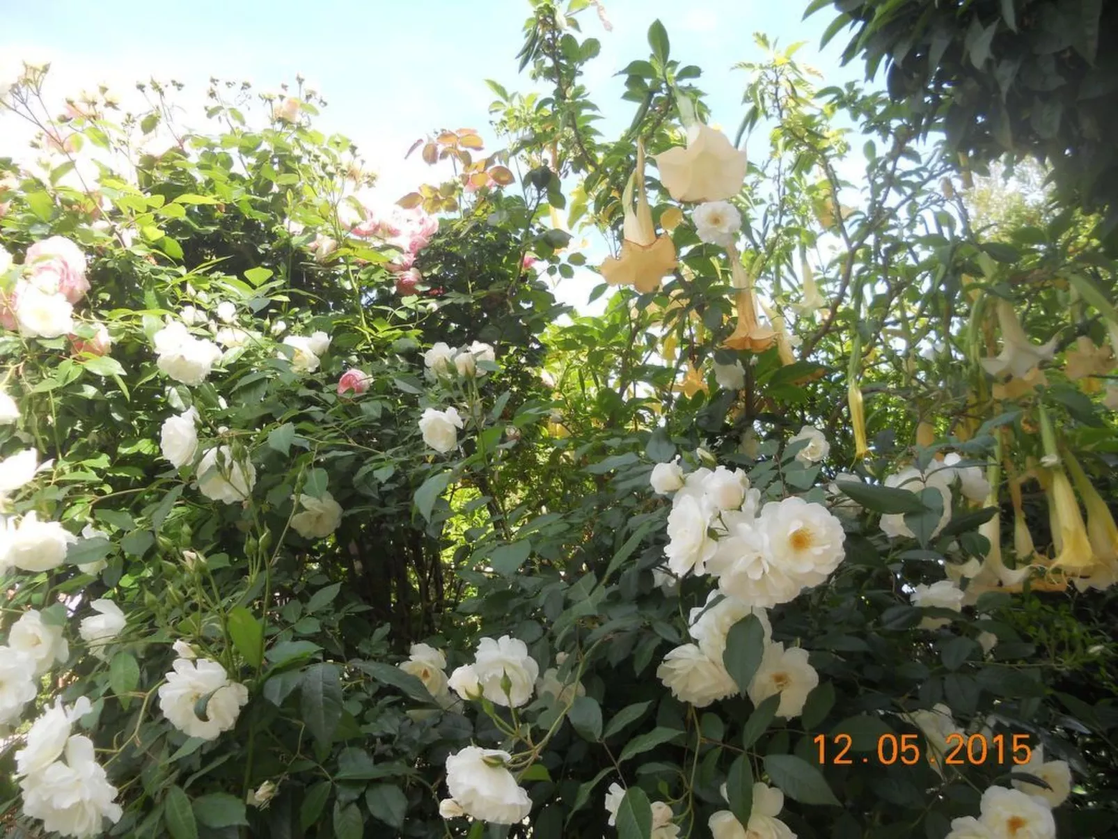 Wohnung "Les roses" auf einem eingemauerten Grundstück-Outside