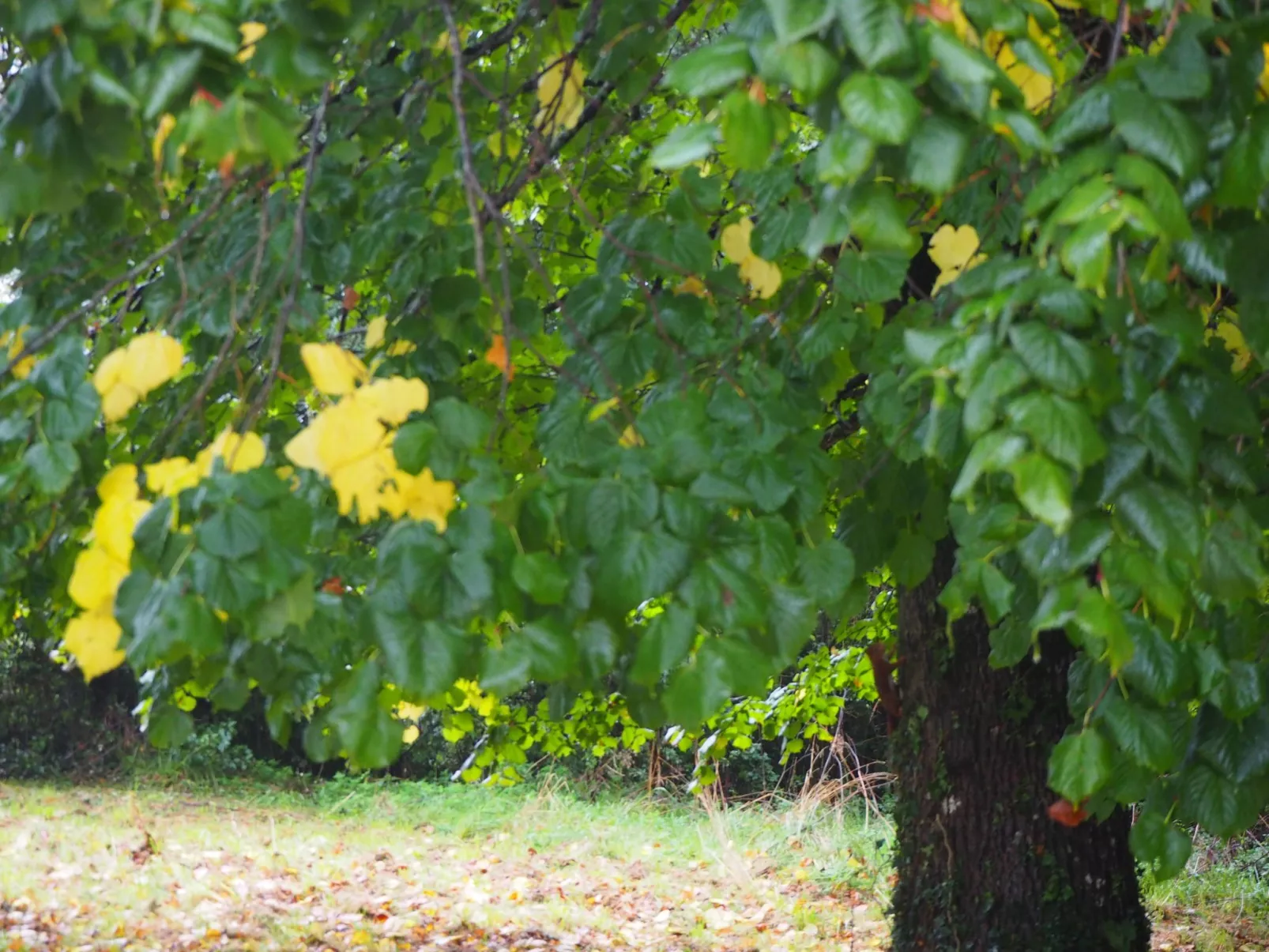 Le Bois aux Ecureuils (Eichhörnchenwald)-Drinnen