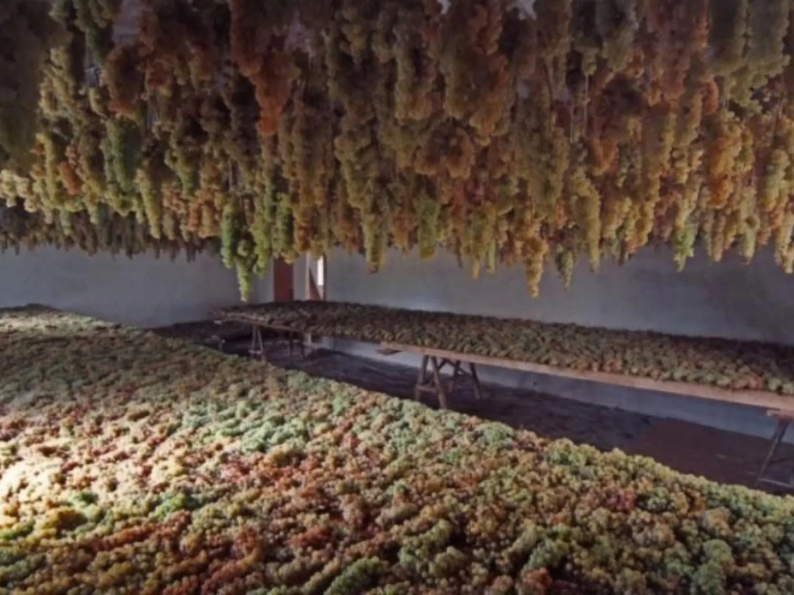 Agritourismus Vigne di Pace-Drinnen