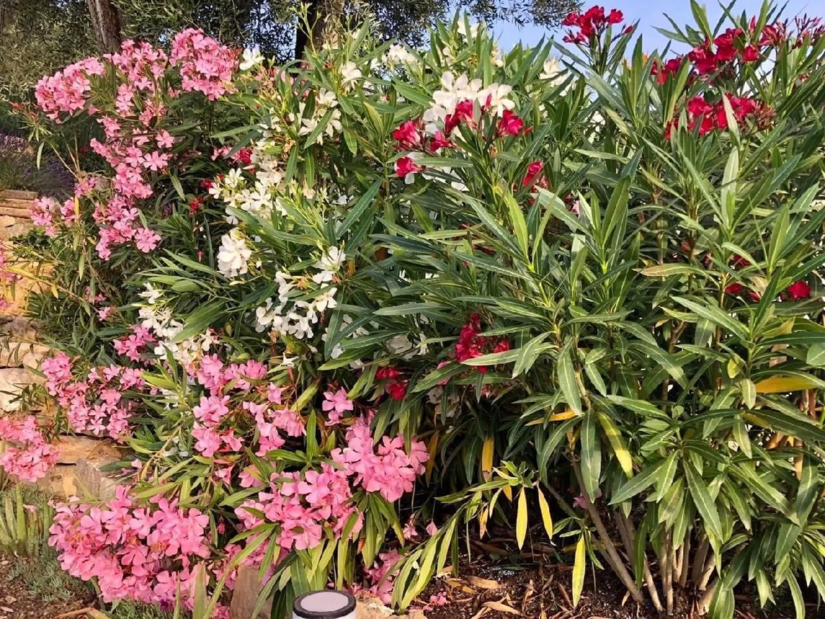 Côte d'Azur ganze Villa beheizter Pool Meerblick-Image-tags.info