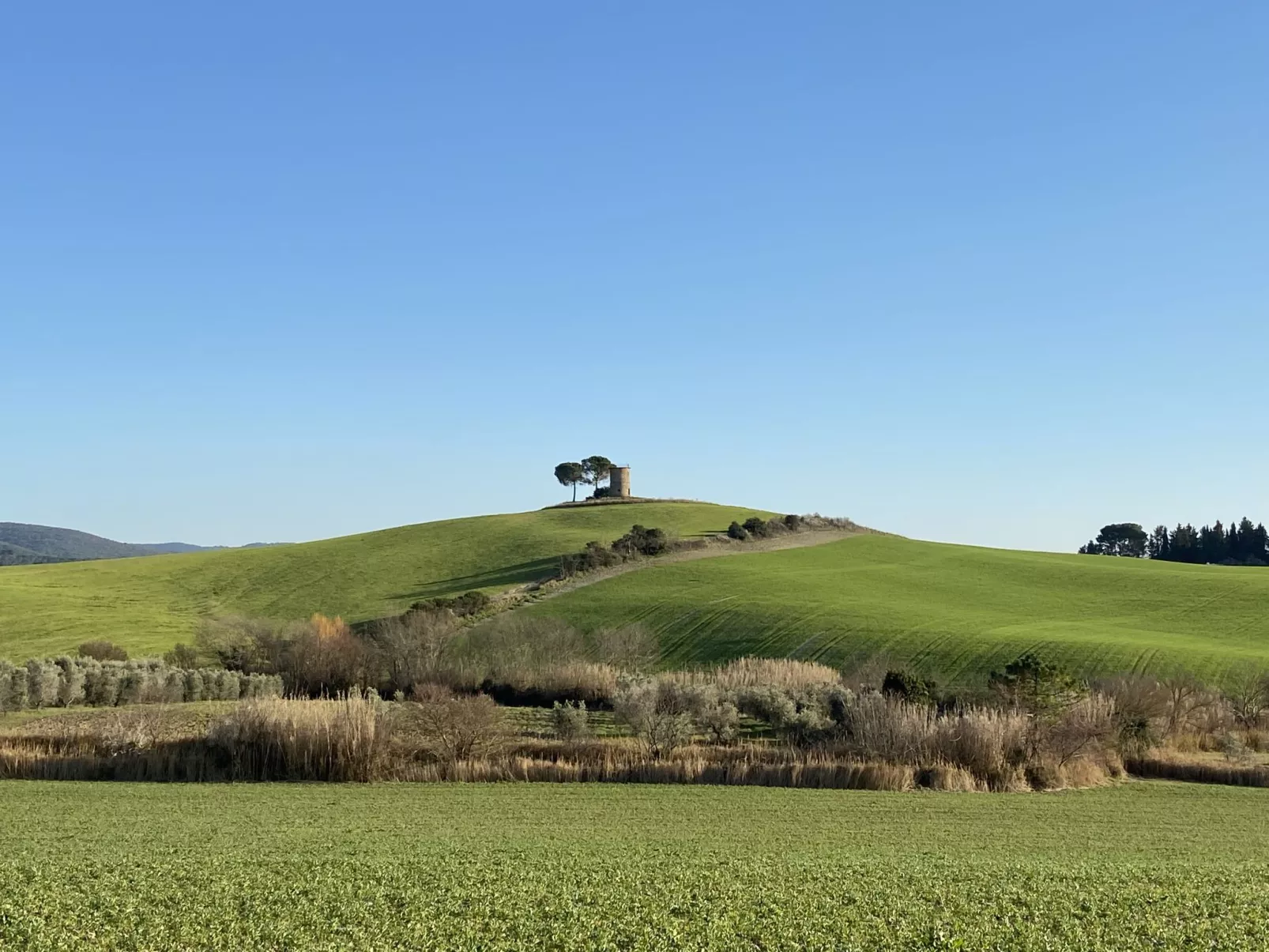 'Gardenia Eiche-Umgebung