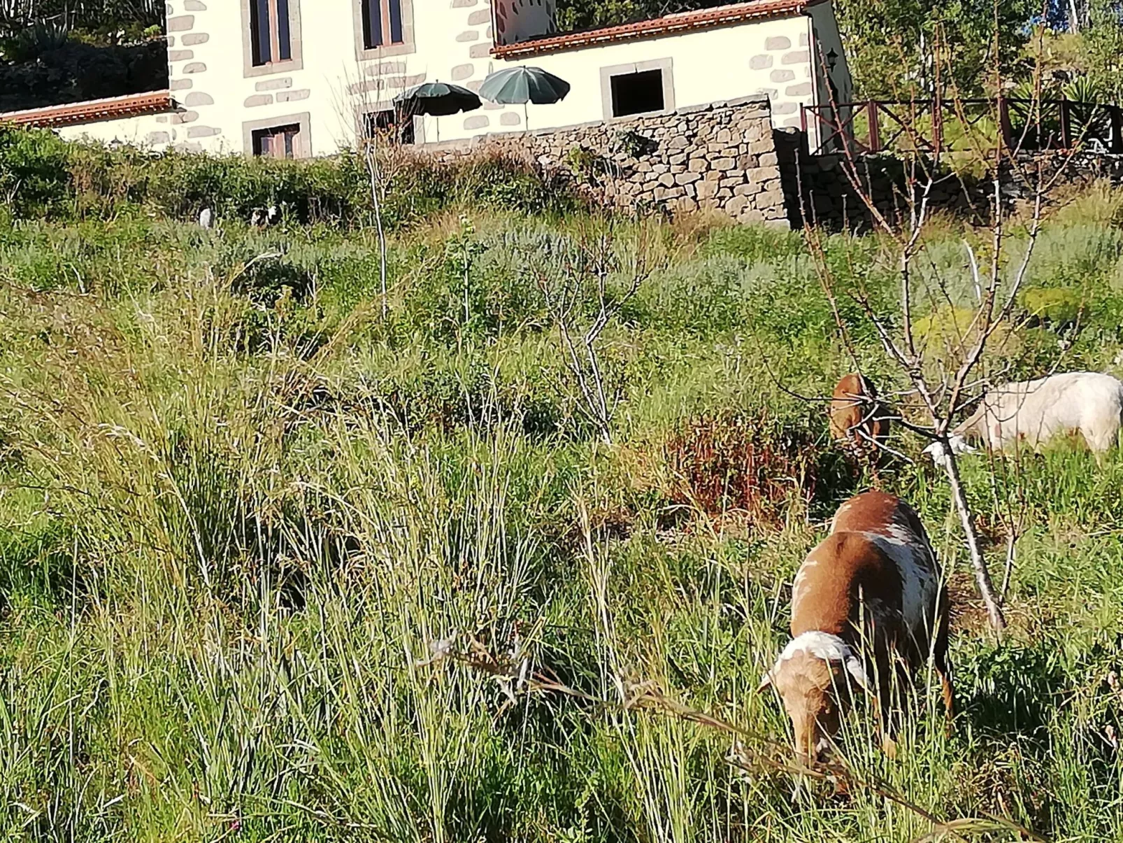 Ländliches Haus Las Caldereras-Inside
