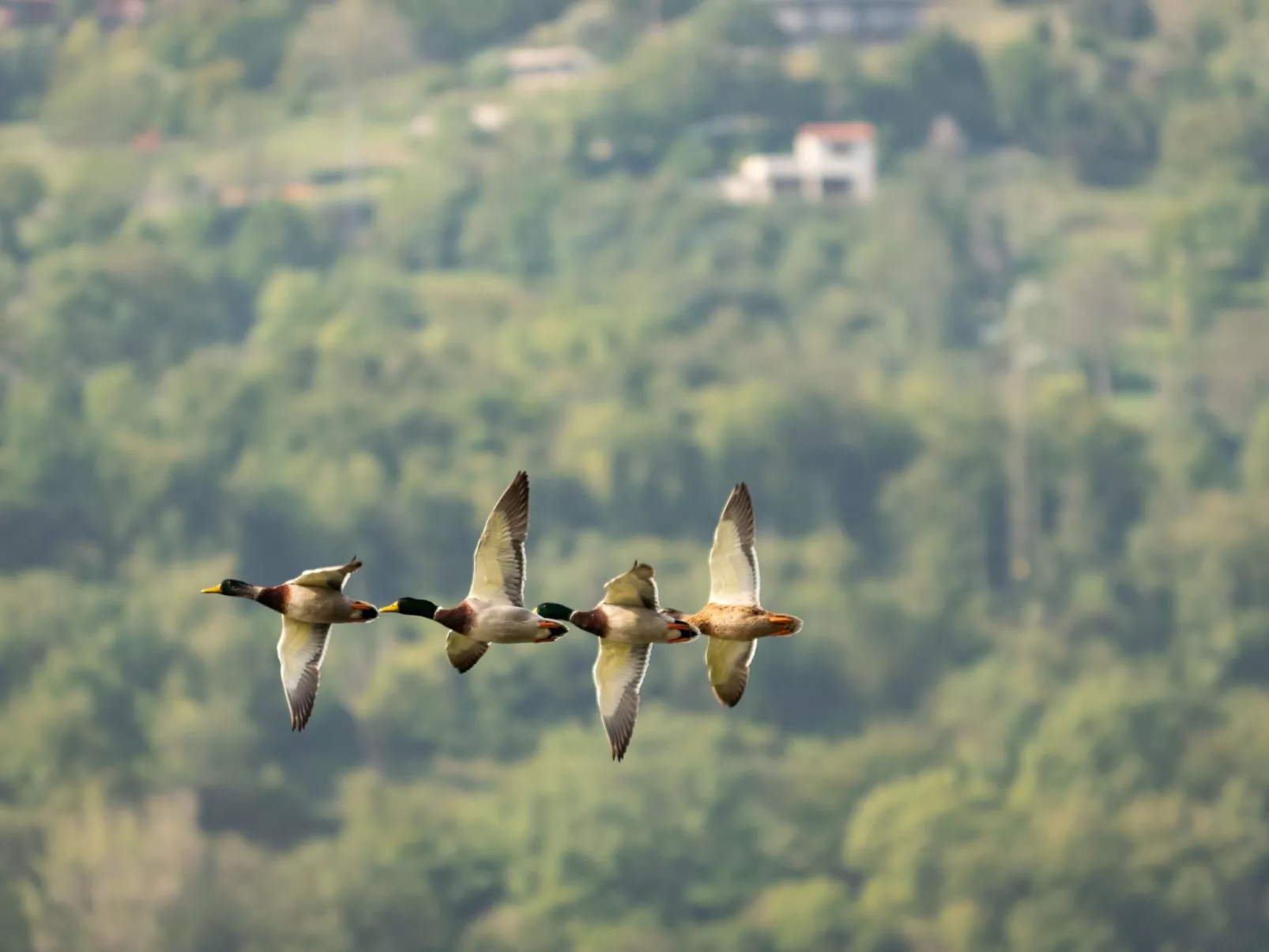 Wohnung in Riva Di Solto mit Kleinem Garten-Dedans