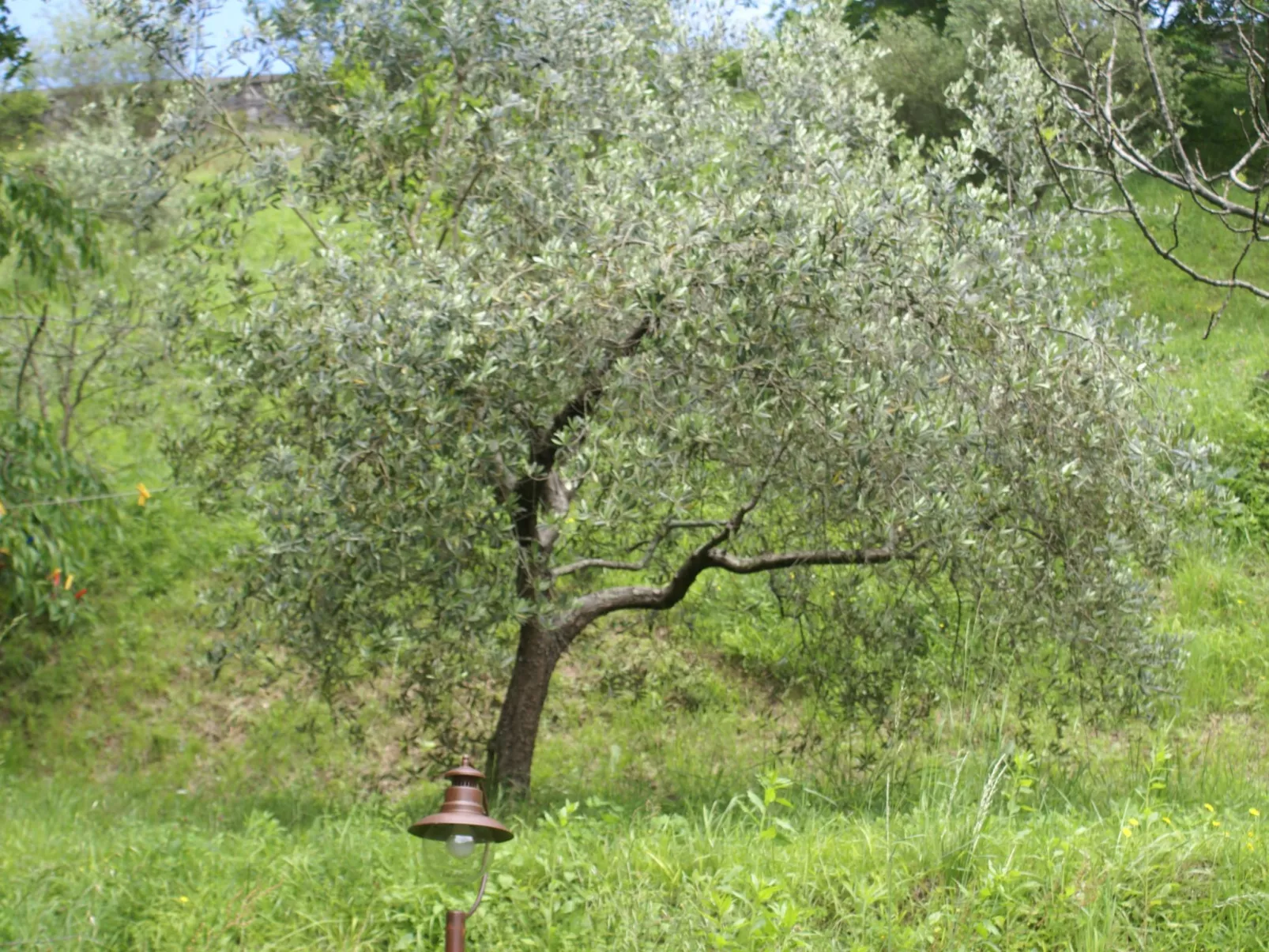 Toskanische Tradition-Inside
