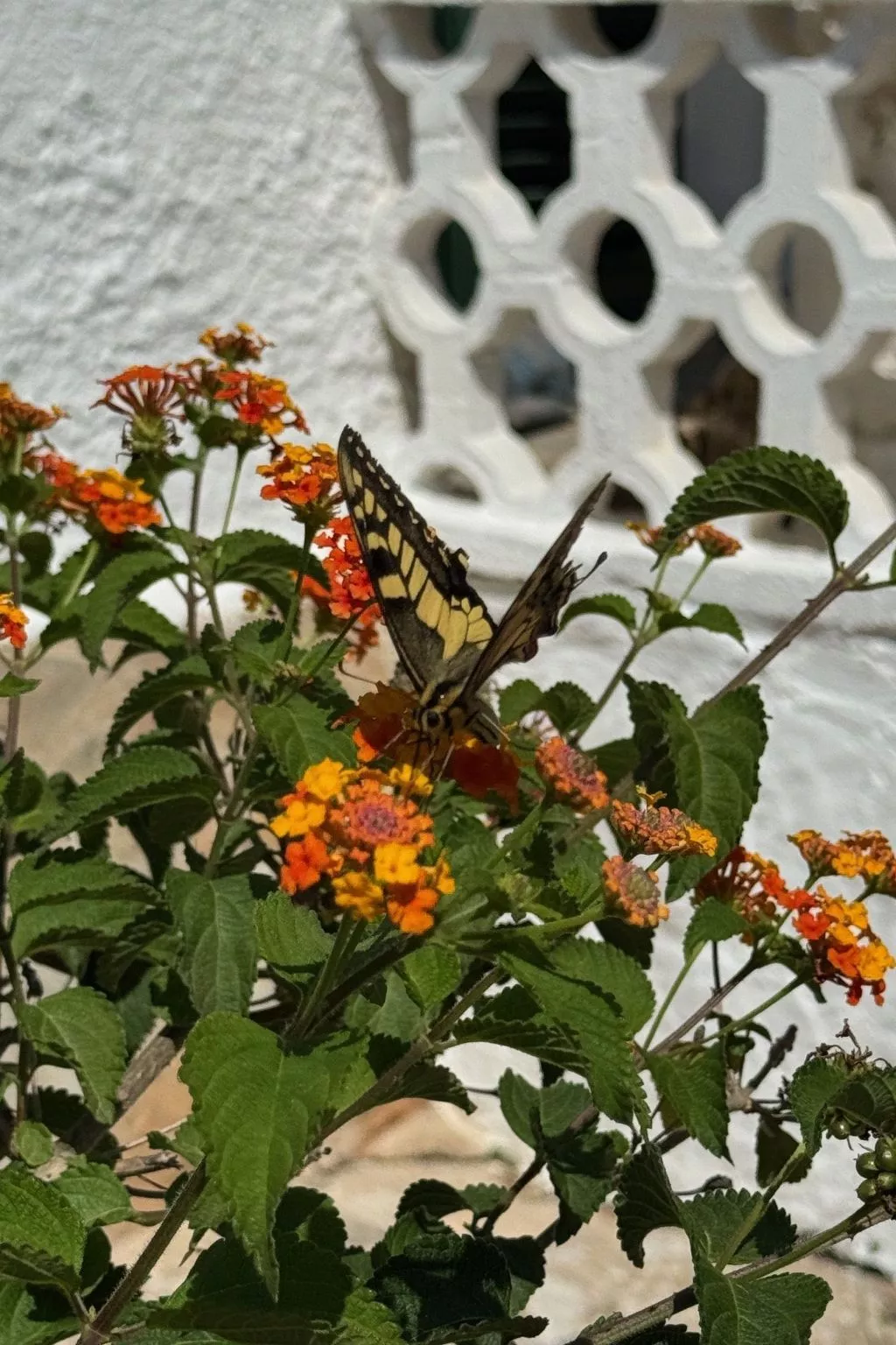 Casita Menorca Privé-Outside