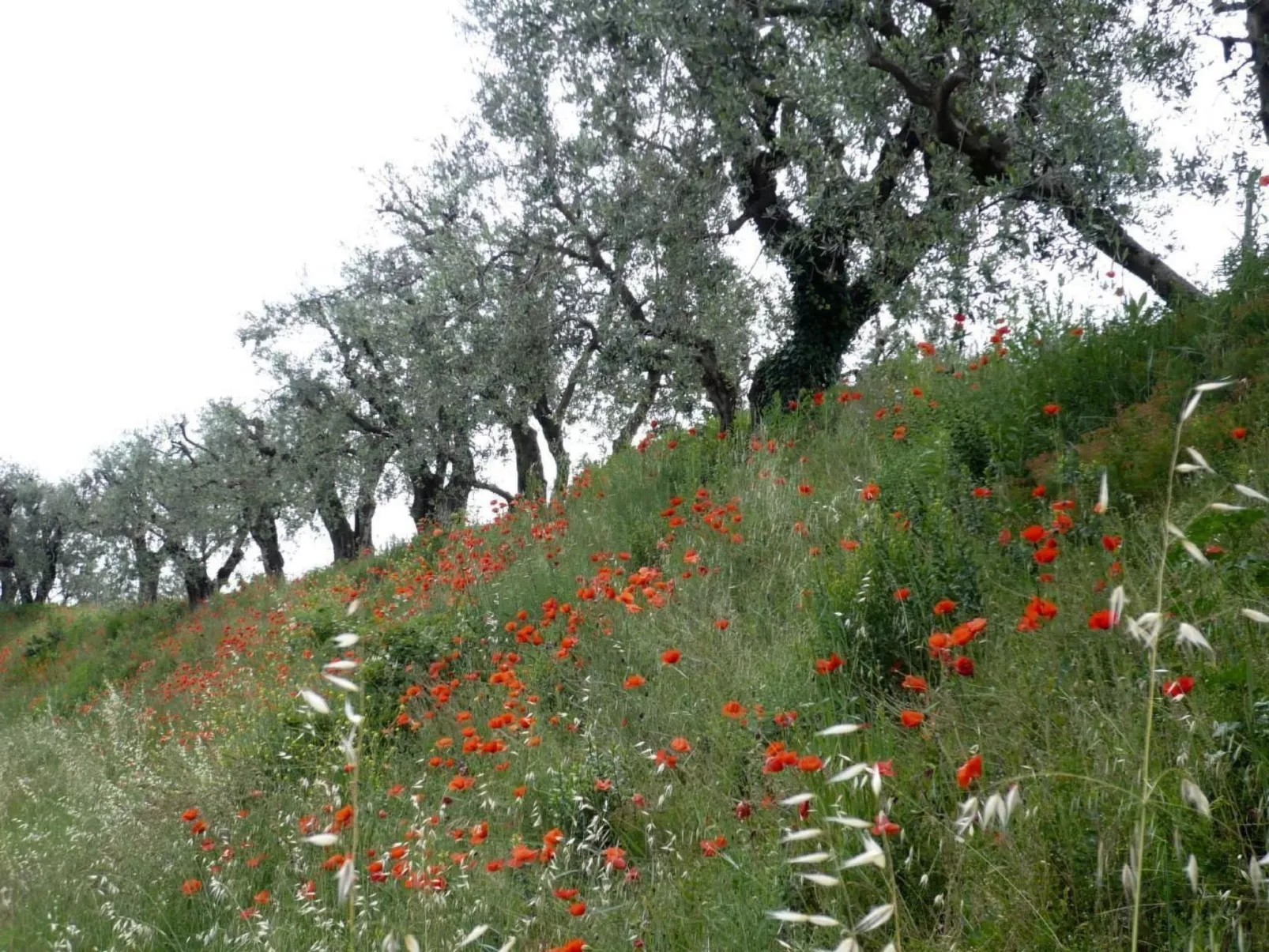 Gardasee Colá/Lazise-Drinnen