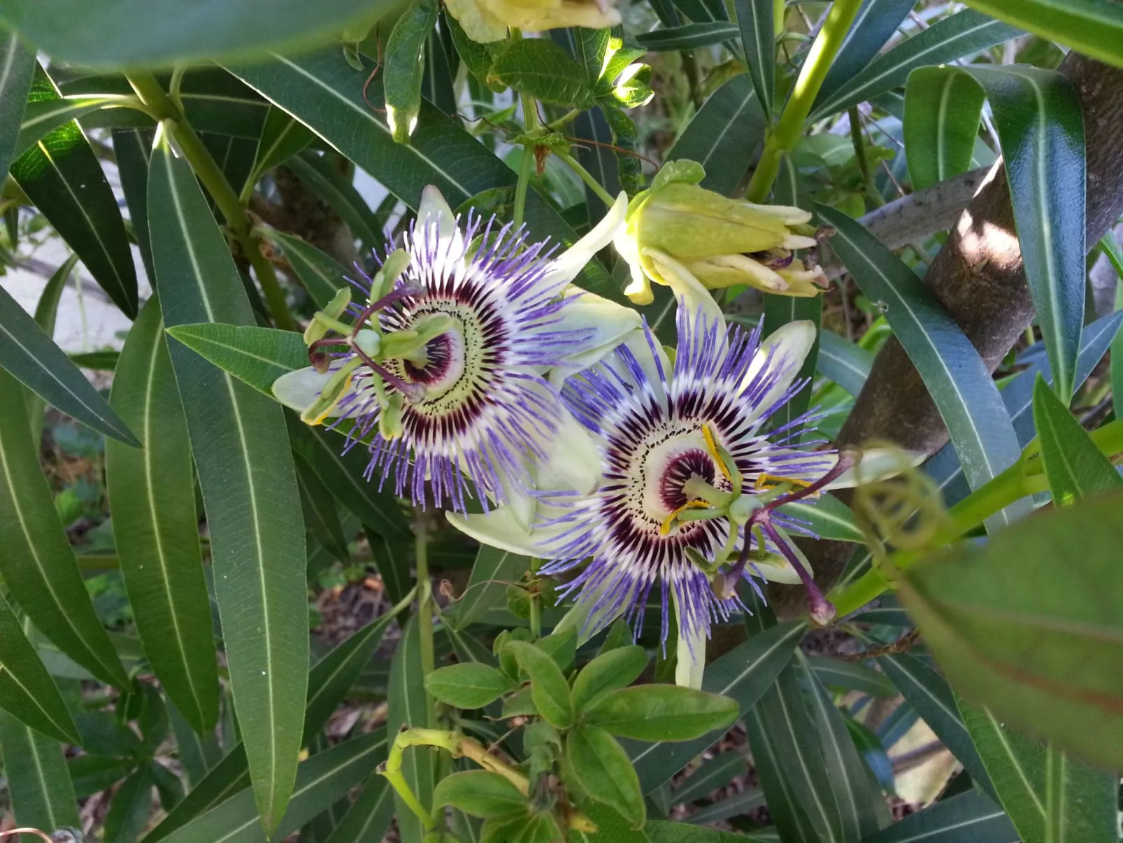 Ruhige Finca Topo del Drago mit Meerblick-Inside