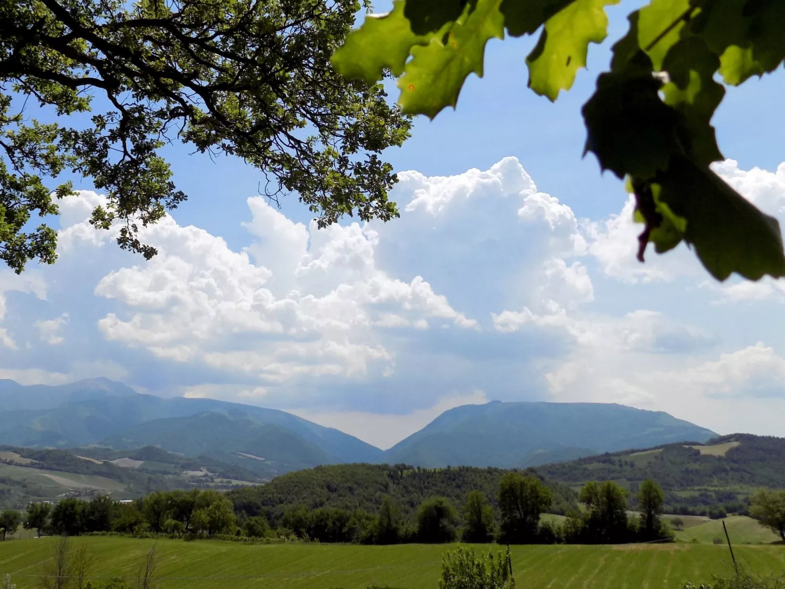 Rose in Cagli-Dehors