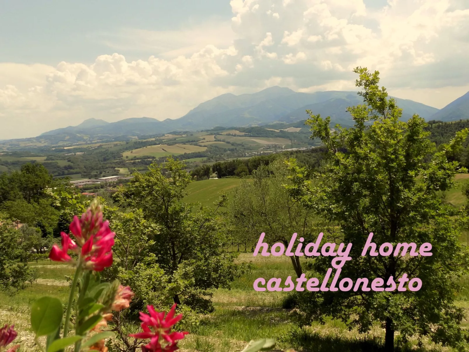 Flacher Flieder-Draußen