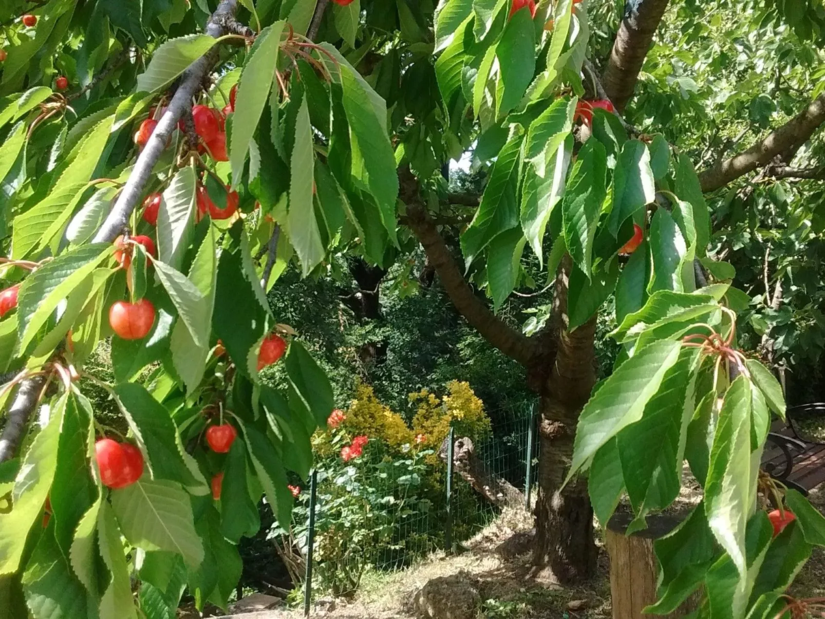 Wohnung Bosco-Dehors