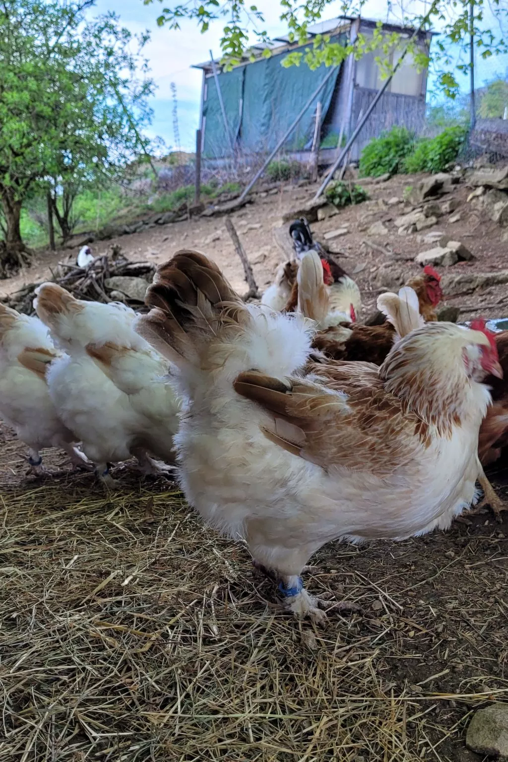 Chalet Staufenhof-Dedans