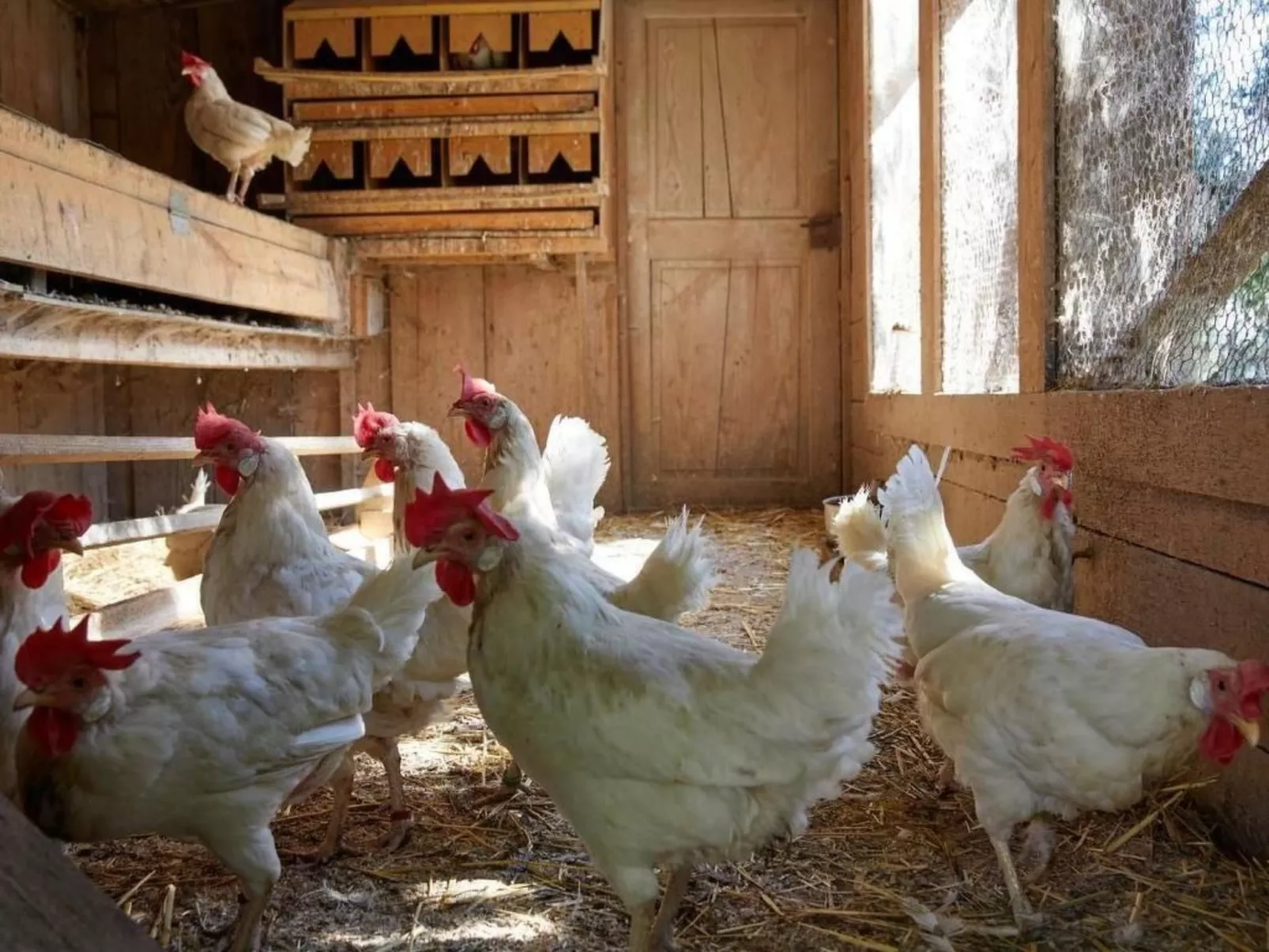 Bauernhof Elmiger-Drinnen