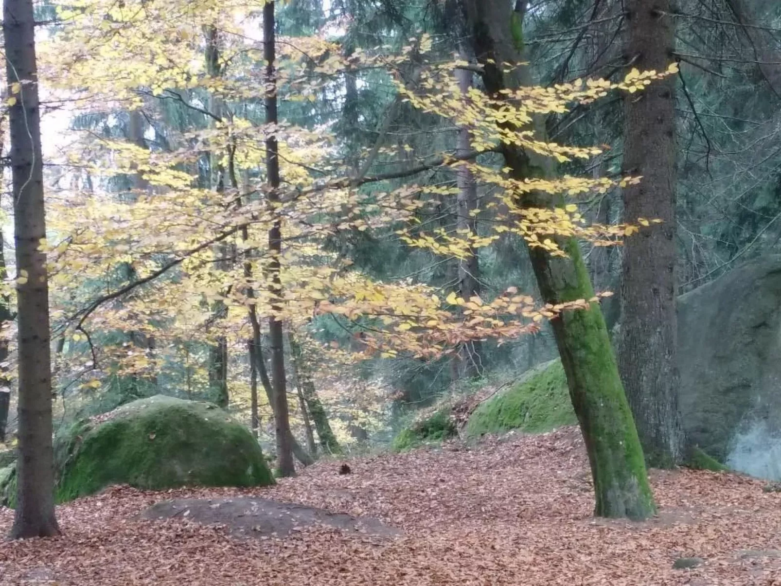Appartement in Vordorfermühle mit Garten-Dedans