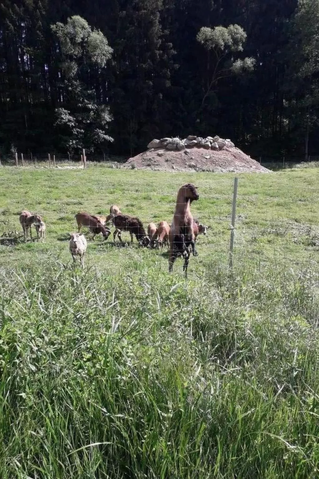 Tamara in Eppenschlag-Draußen