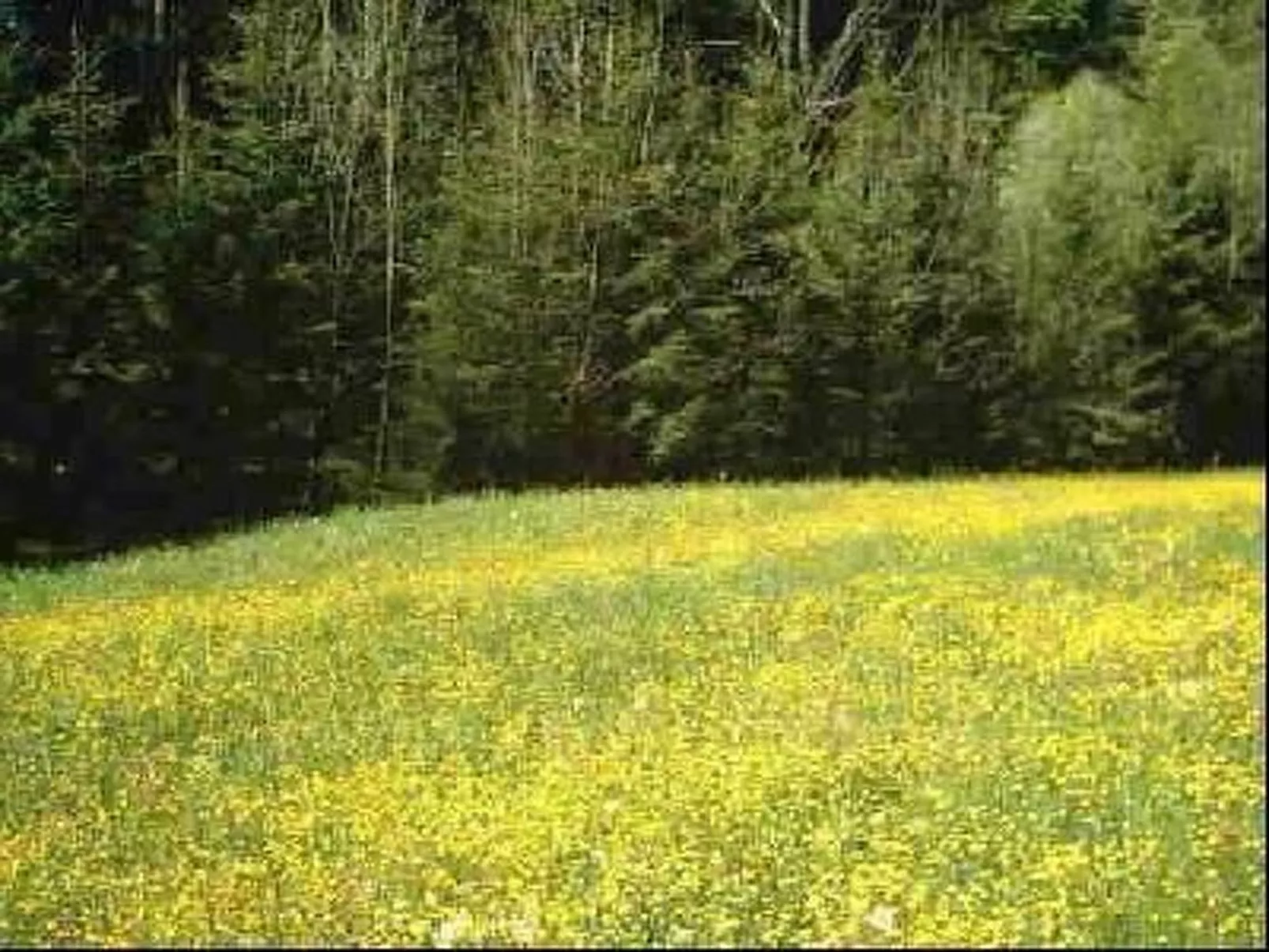 Arthurhütte in Hohenweiler-Drinnen