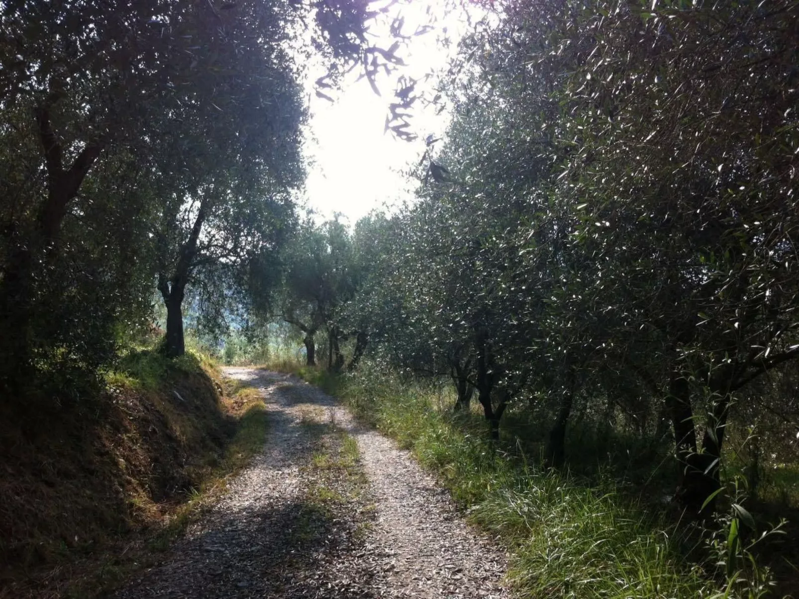 CASA SISSI, Sehnsuchtsort zwischen Olivenhainen-Dedans