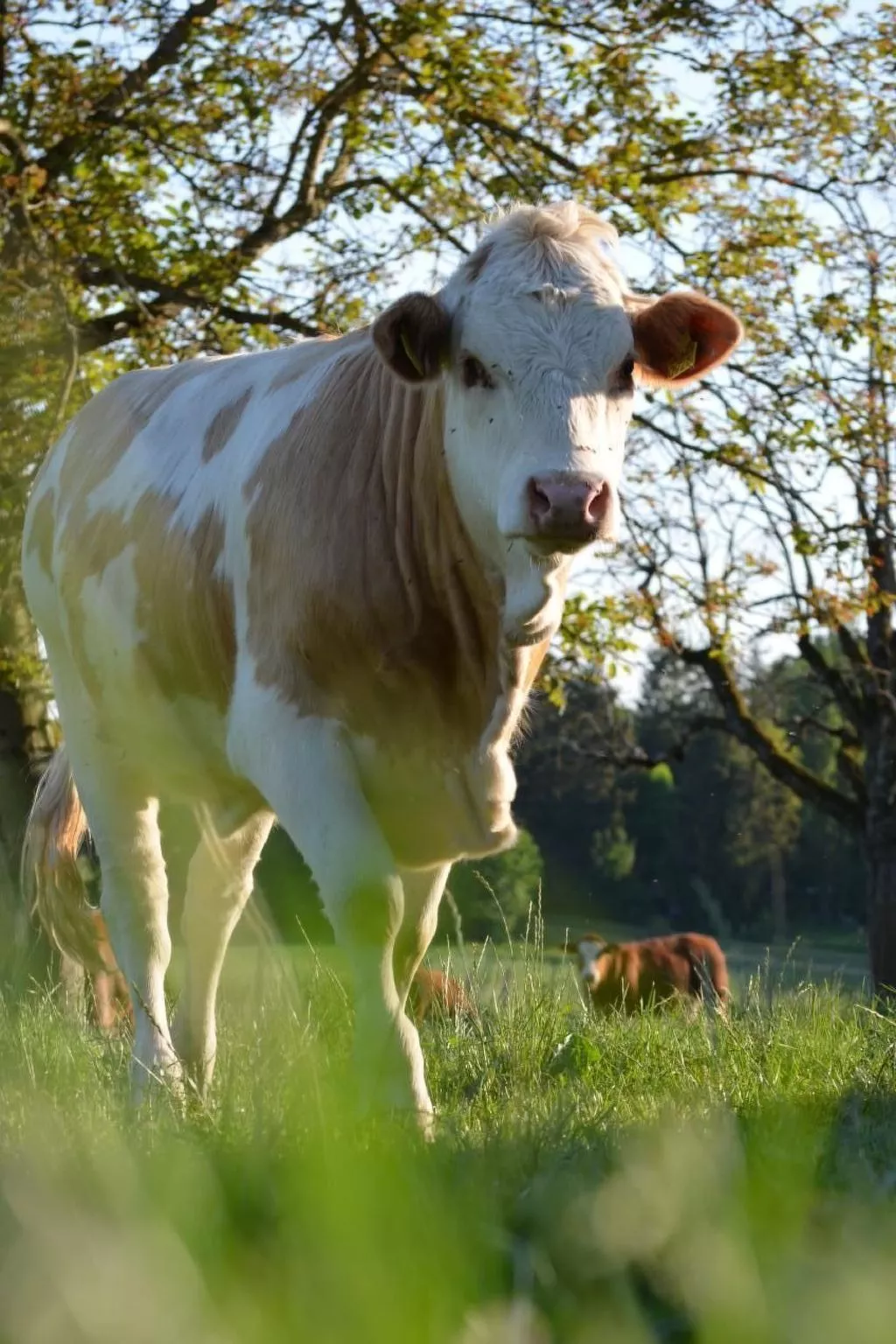 Wohnung "Rustique"-Draußen