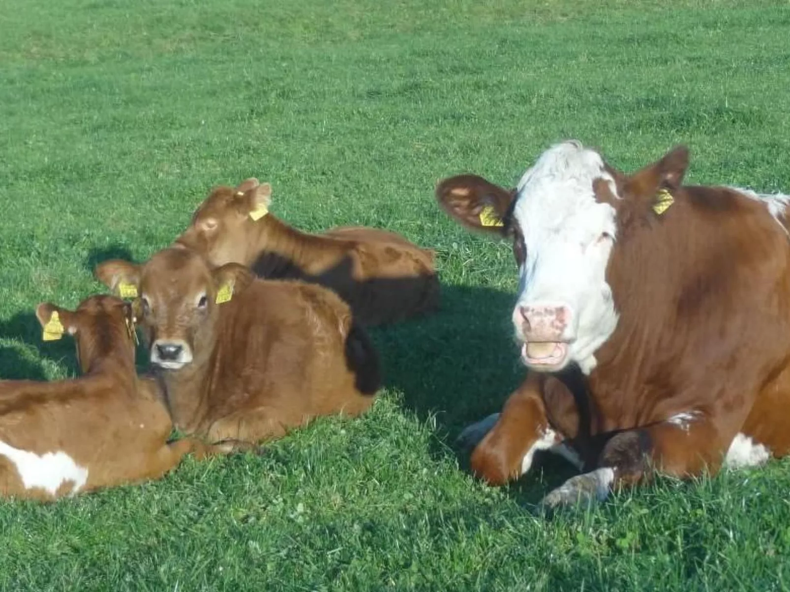 Burehof Waltrigen-Drinnen