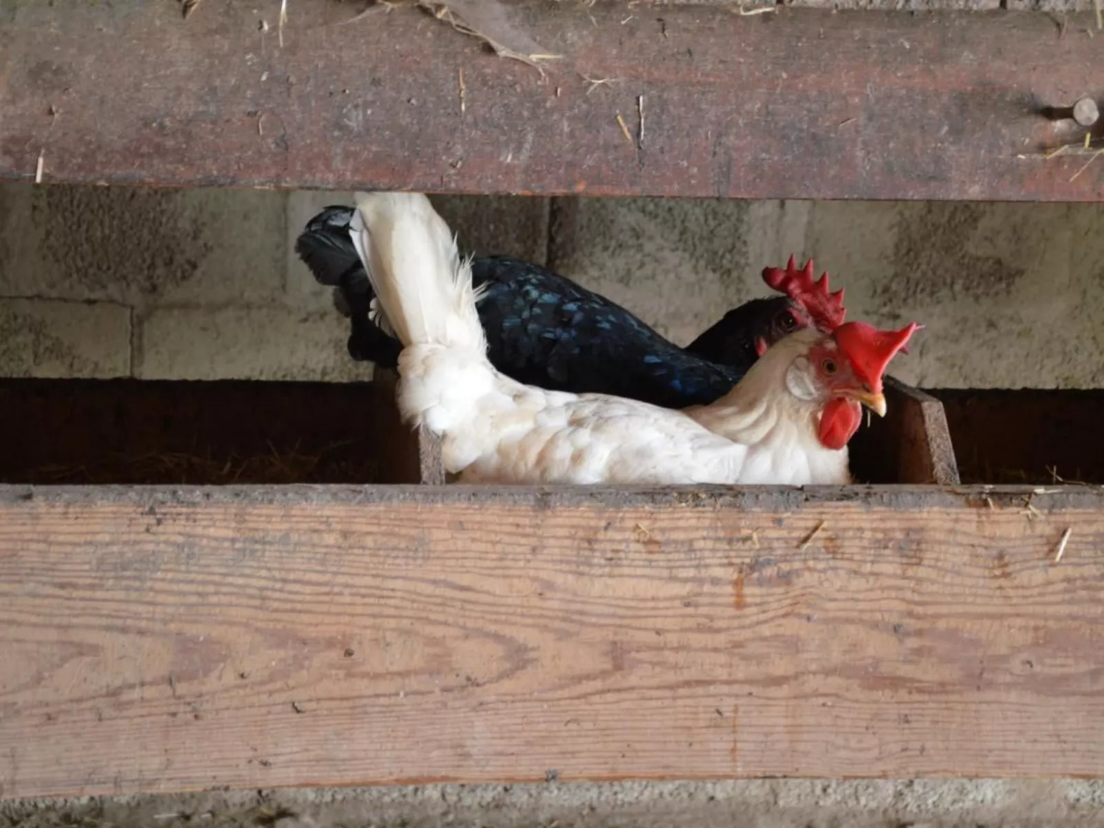 Bauernhof Gerber-Drinnen