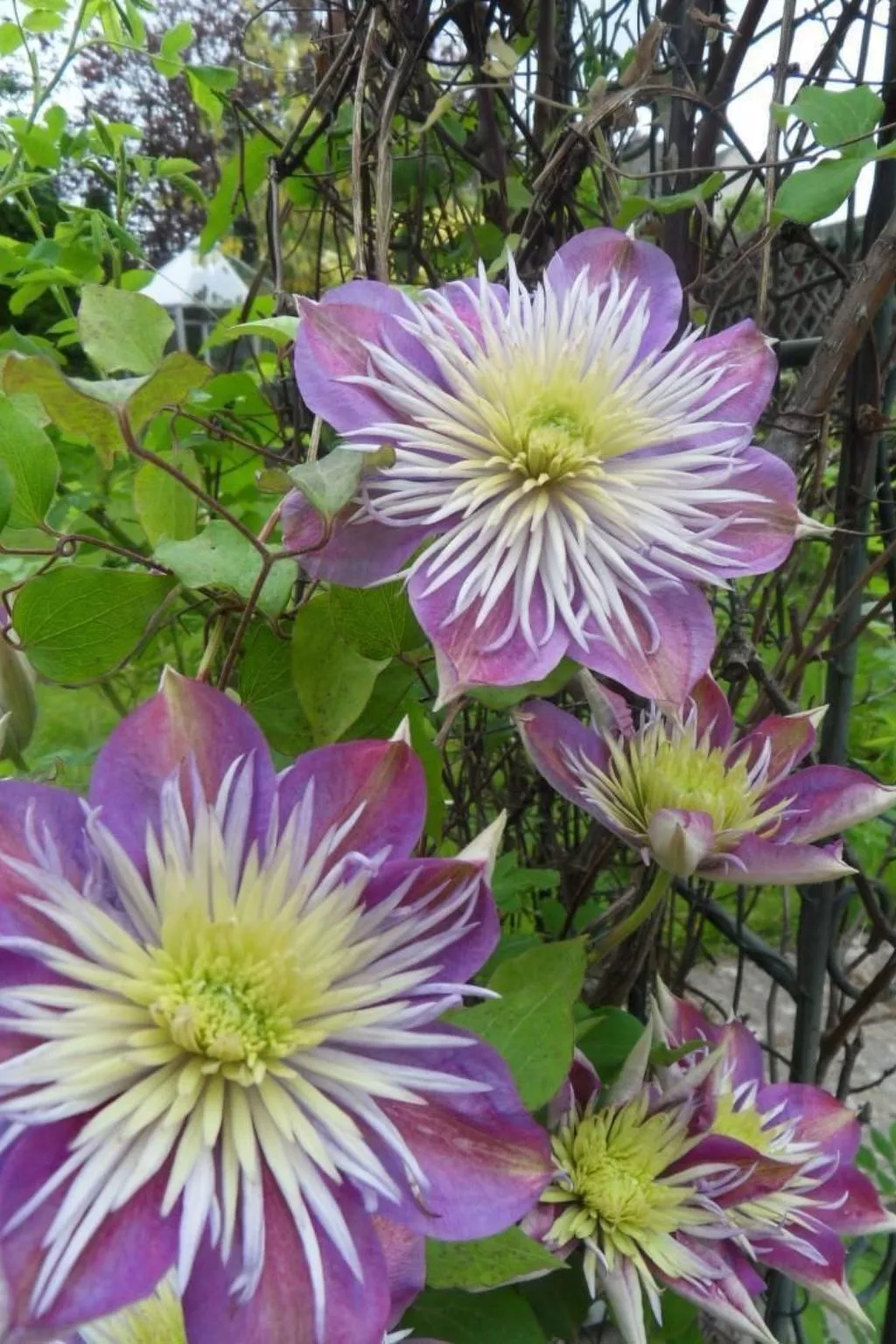 Schönes viktorianische Villa in Blairgowrie-Dedans