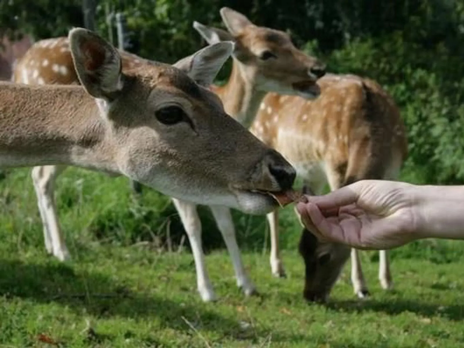 Fewo Altes Schulhaus-Image-tags.info