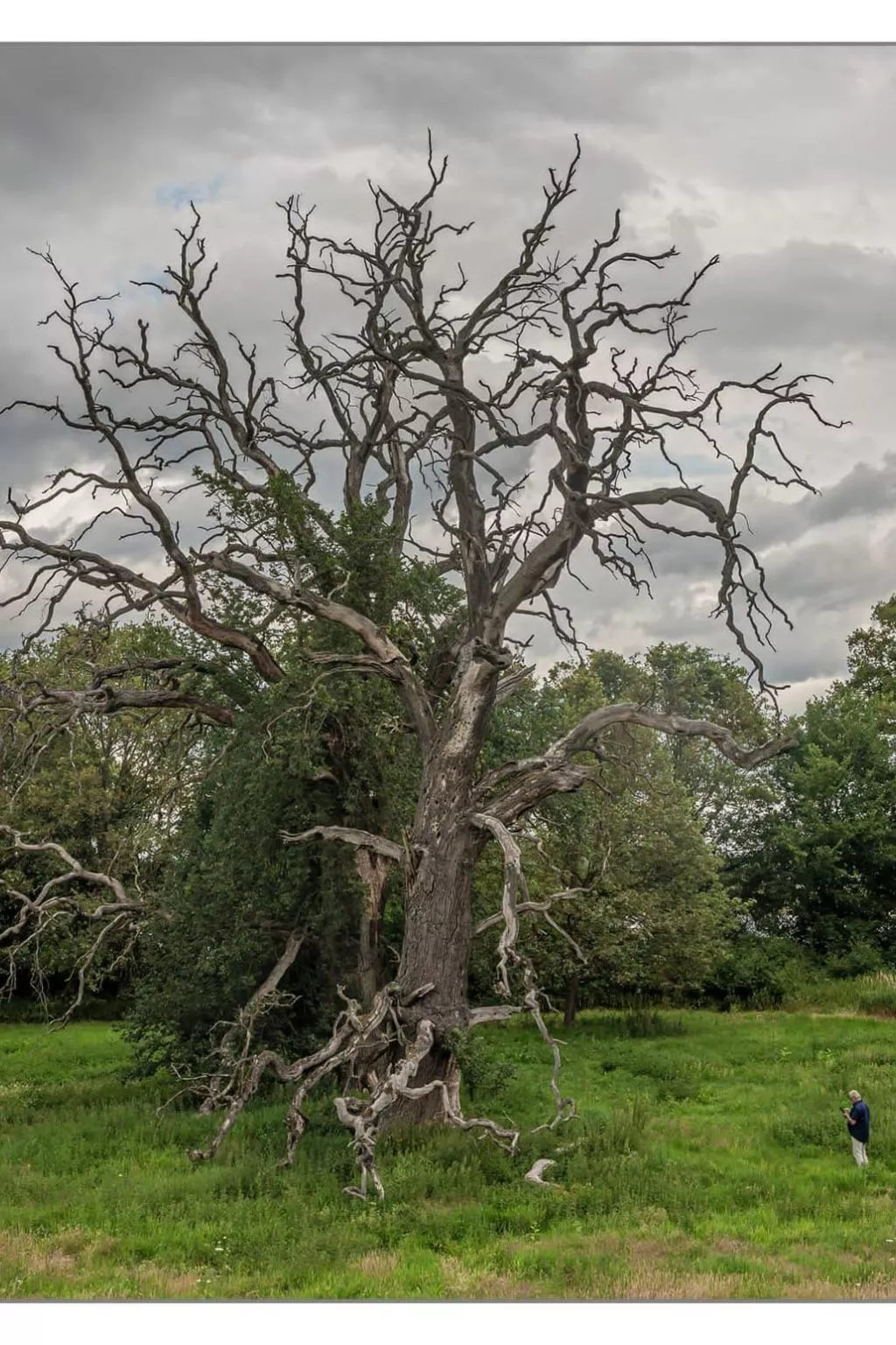 Haus Elbrose inmitten von Rosen mit Elbdeichzugang-Inside