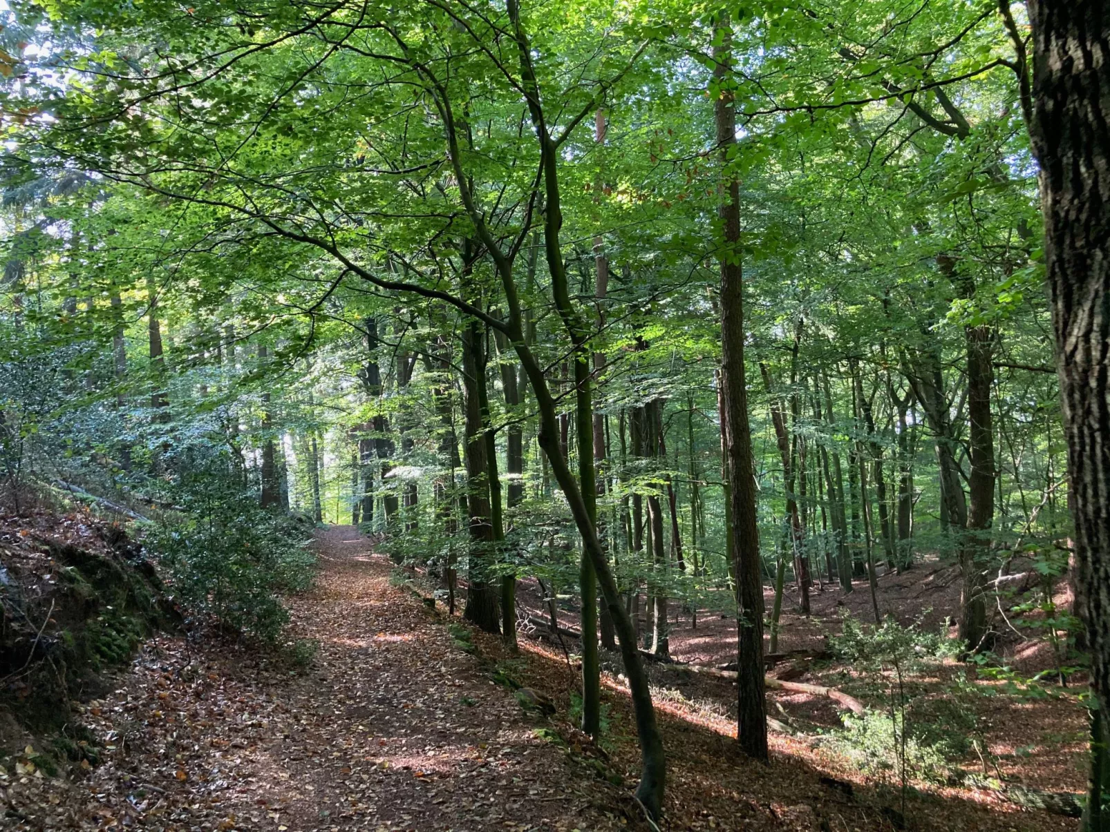 Schönes Ferienhaus in Brochterbeck mit Garten-Image-tags.info