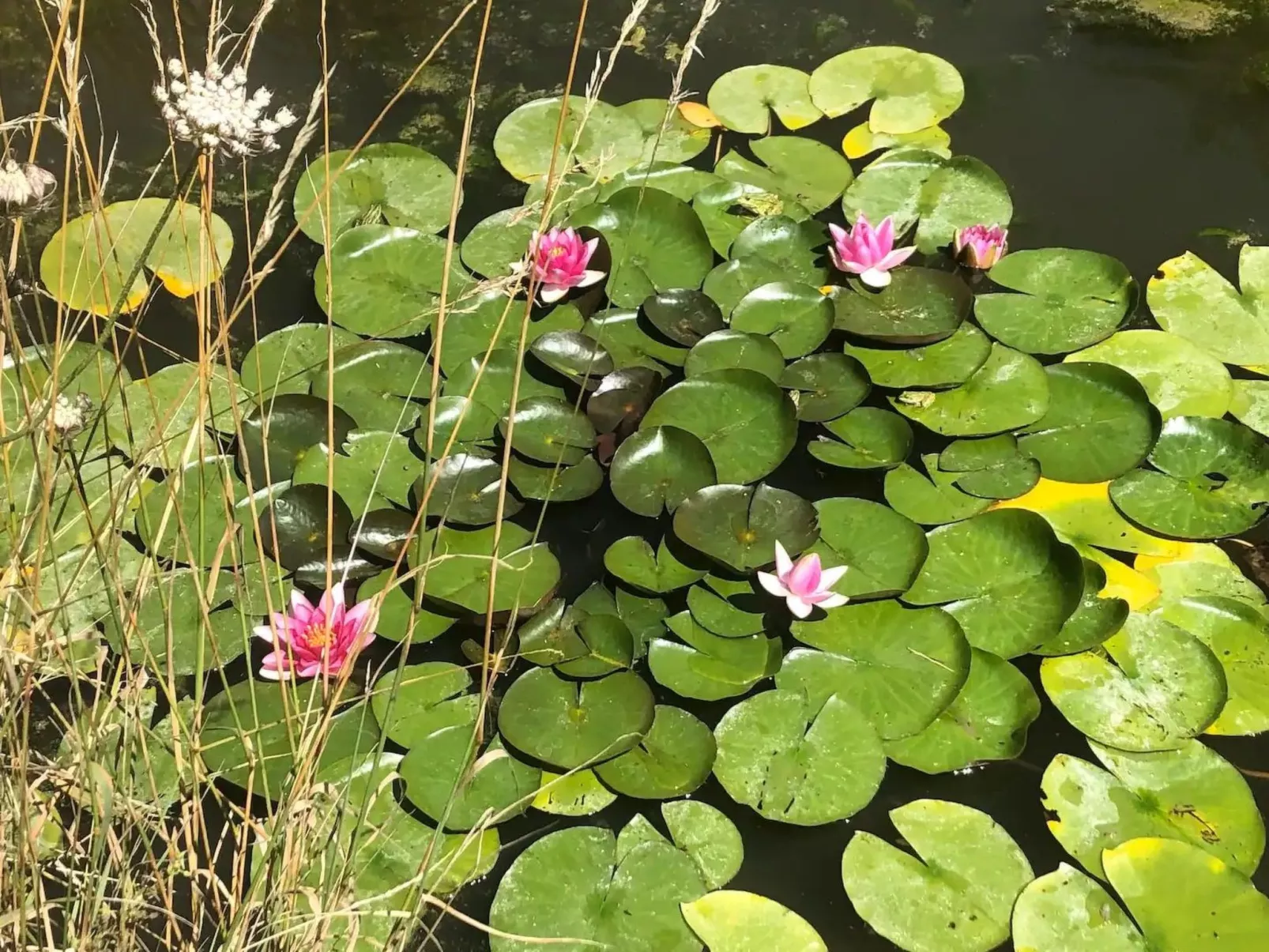 Landhaus mit eingezäuntem Garten-Dedans
