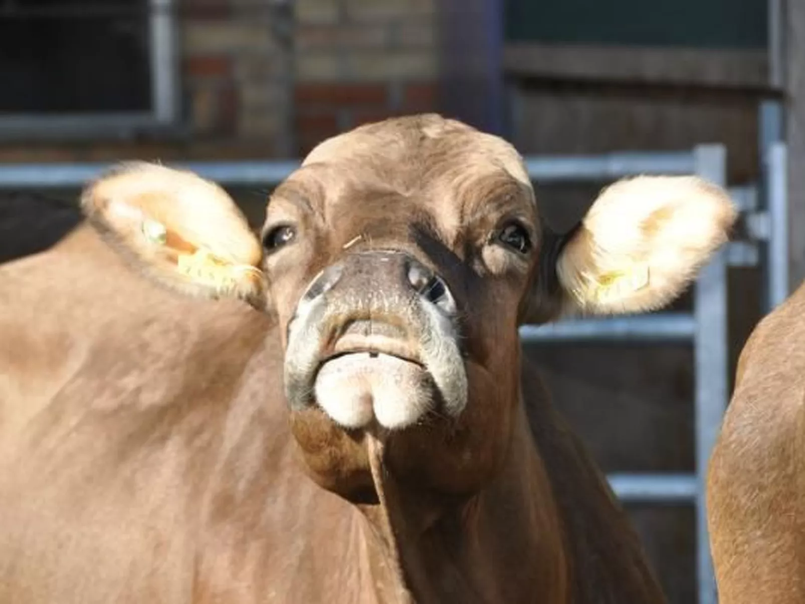 Biobauernhof Balm-Image-tags.info