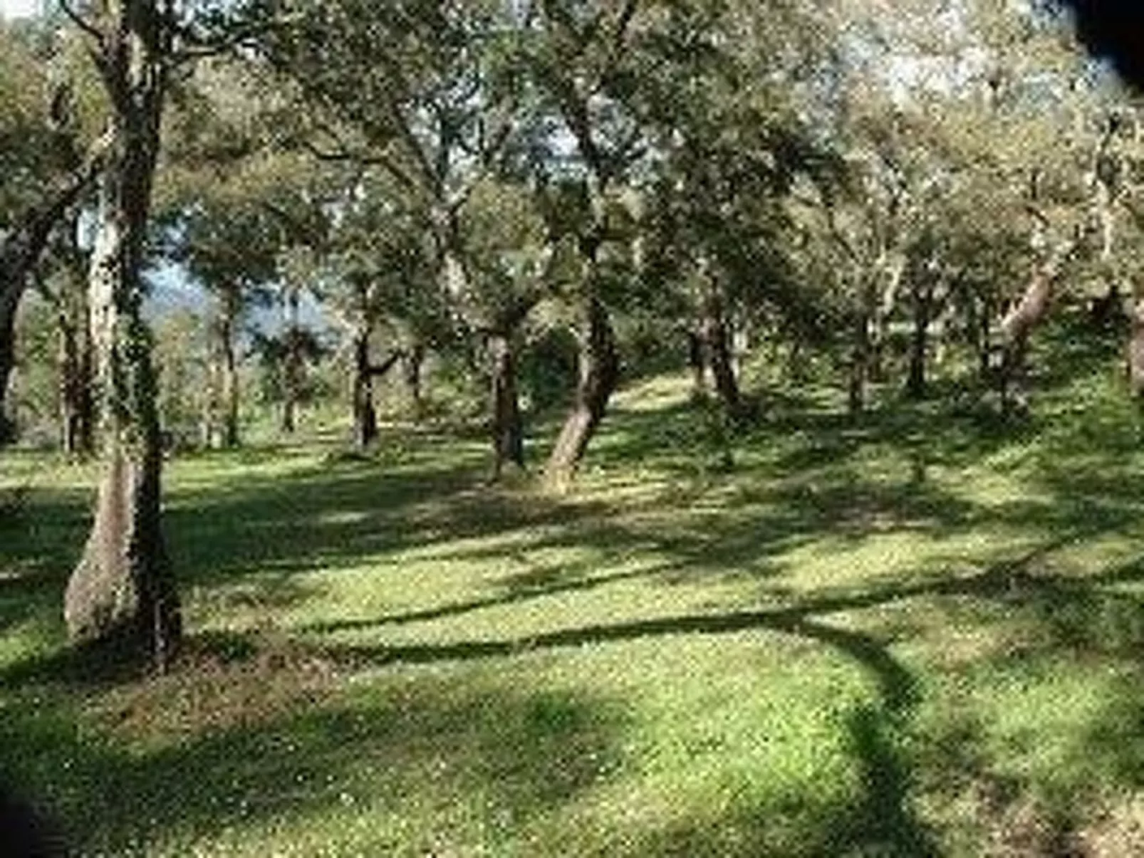 In Sartène mit Eigener Terrasse-Draußen