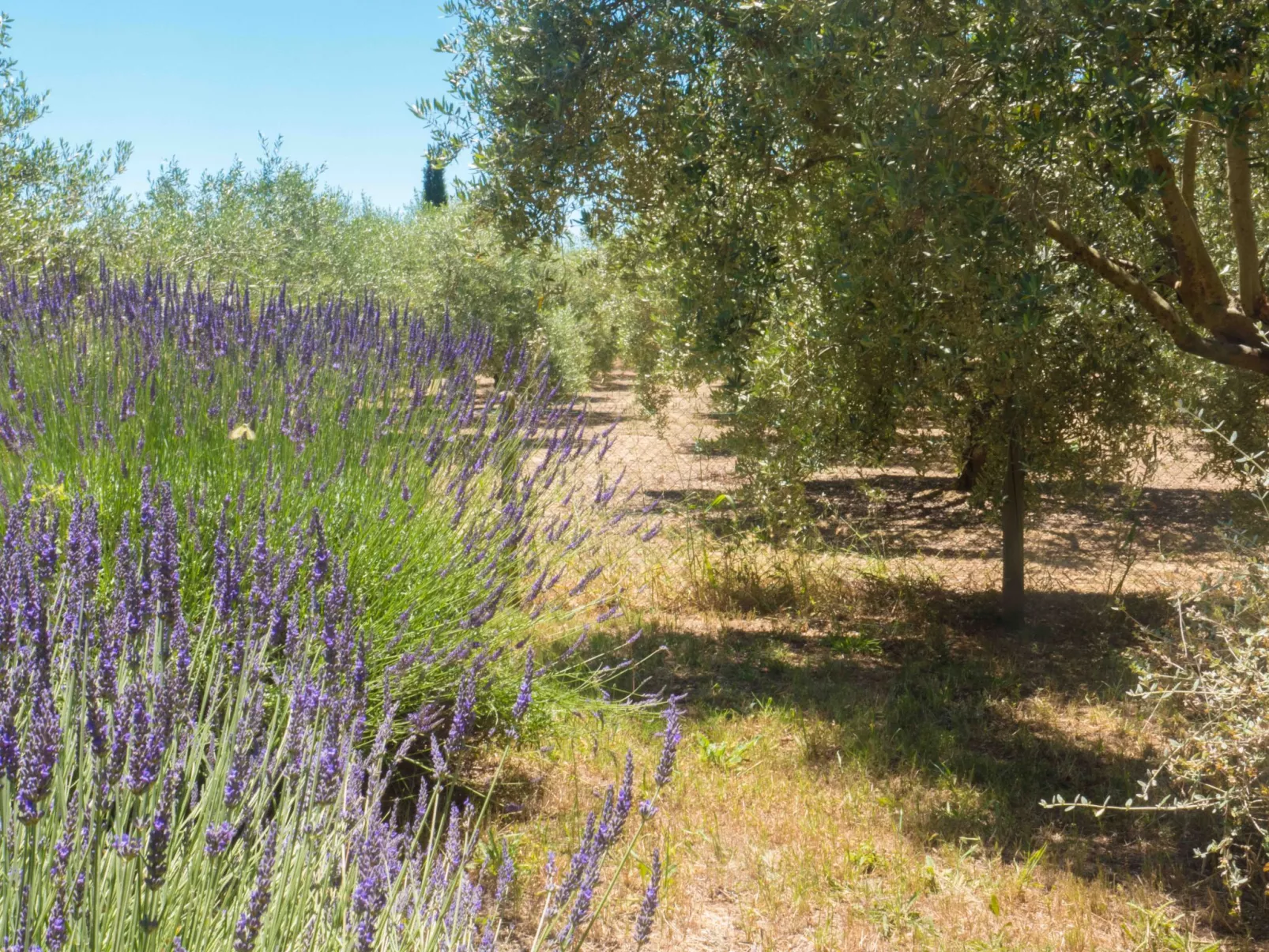 Mit Terrasse-Draußen