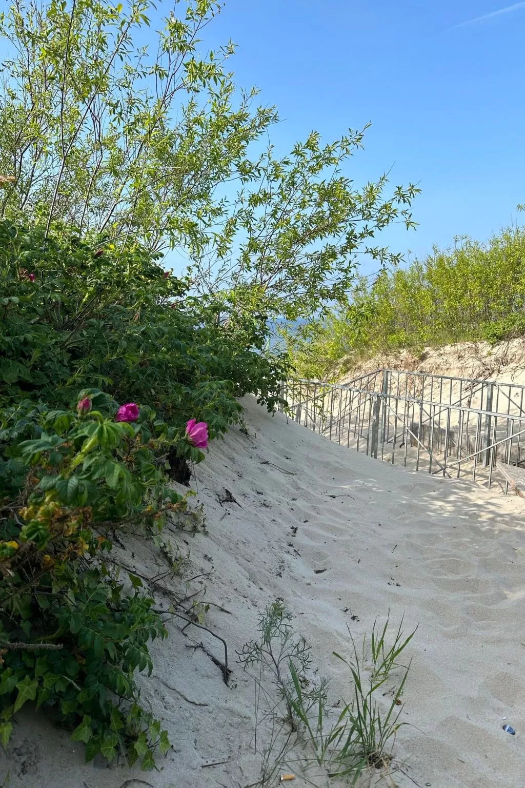 Bernstein-Image-tags.info