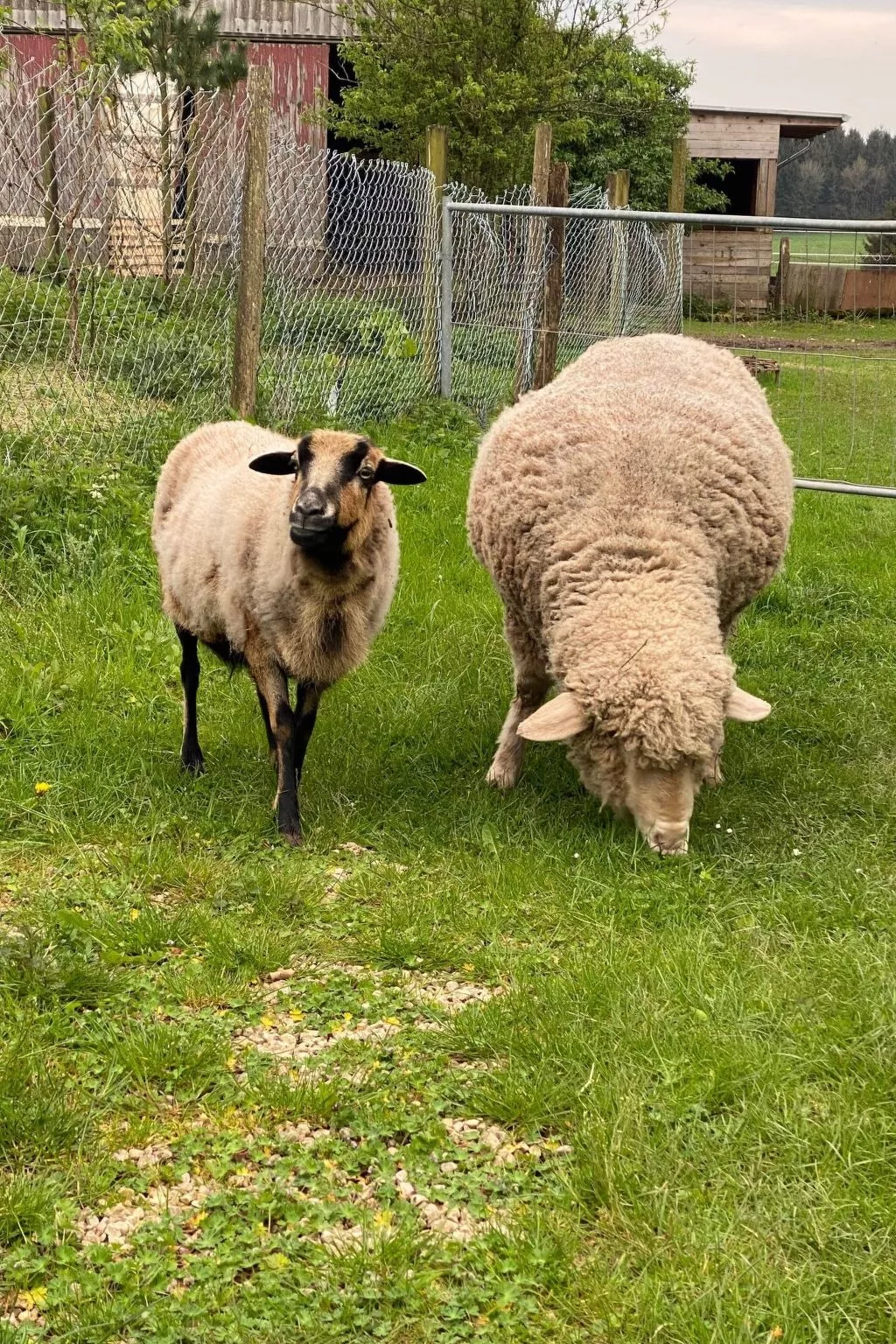 Scheunen Nest-Draußen