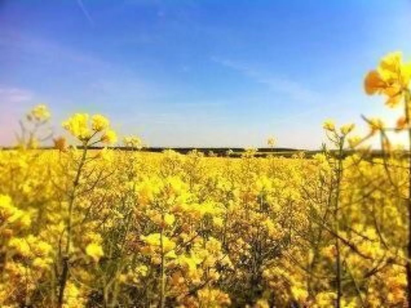 Kranich in Ummanz-Lüßvitz-Inside
