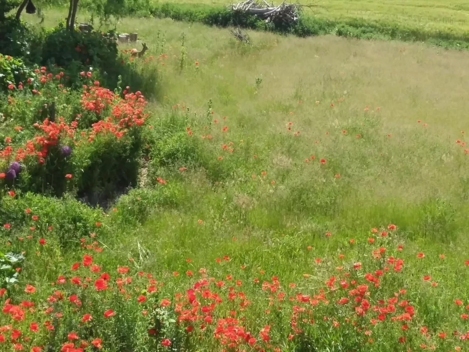 Schmetterling-Drinnen
