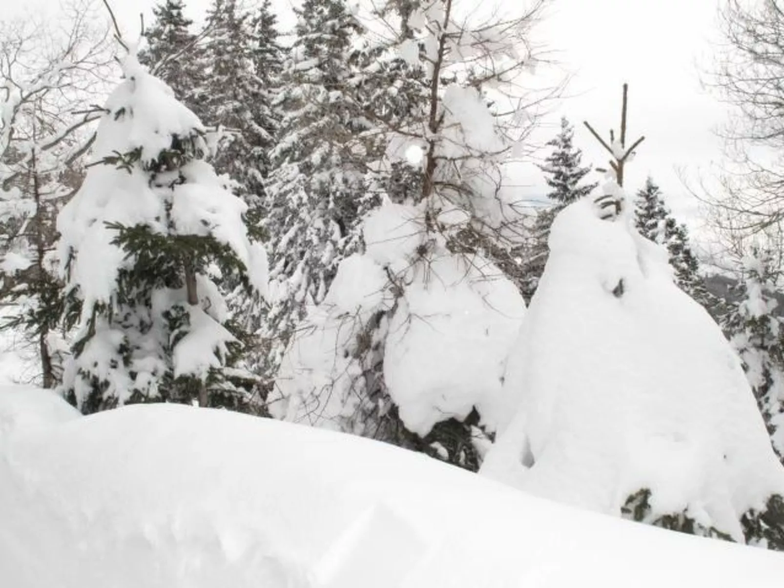 Almhaus am Hohenwart-Dedans