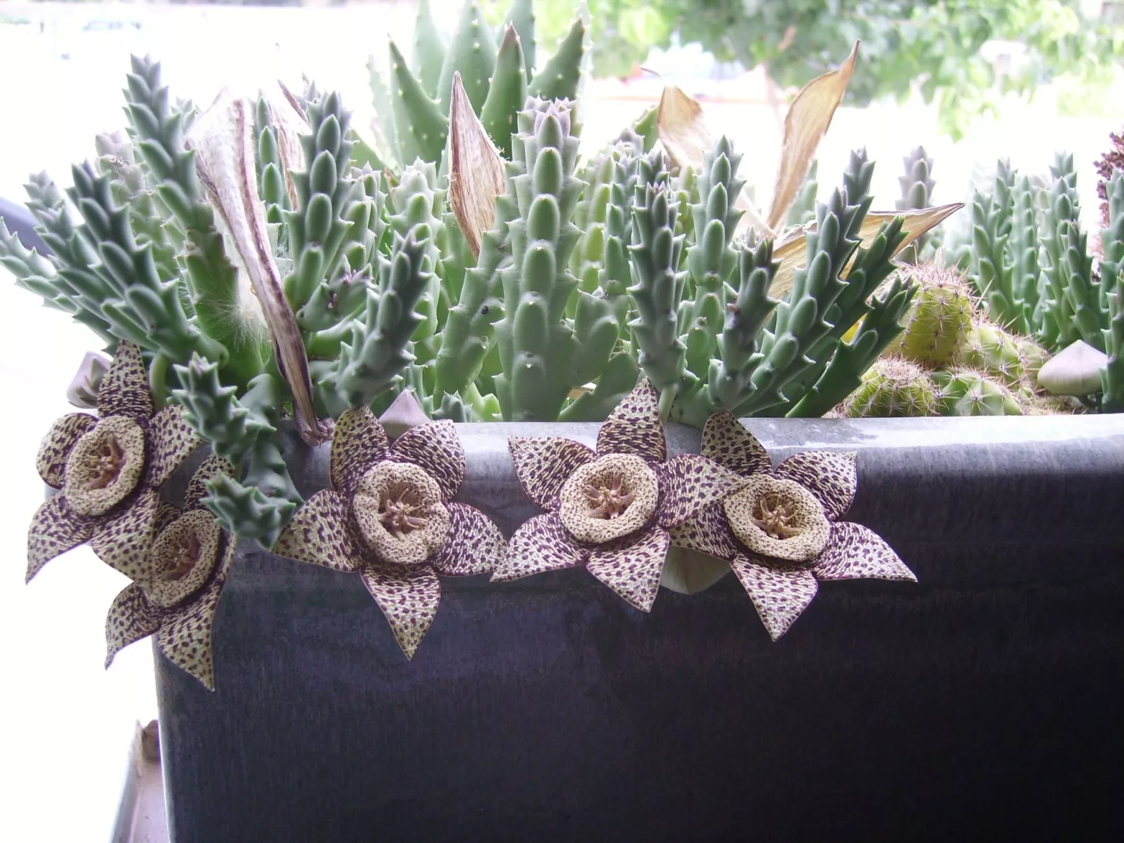 Für fünf Personen mit Balkon-Image-tags.info