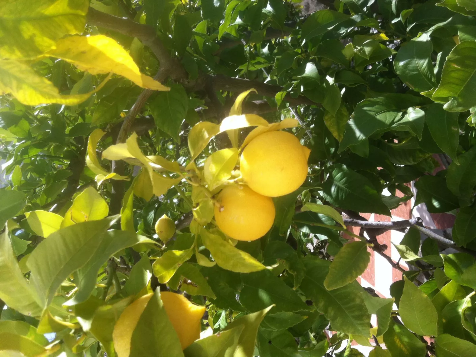 Villa Prana-Draußen