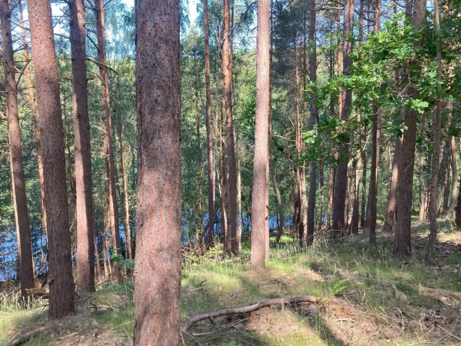 Bungalow Mecklenburgische Seenplatte-Dehors