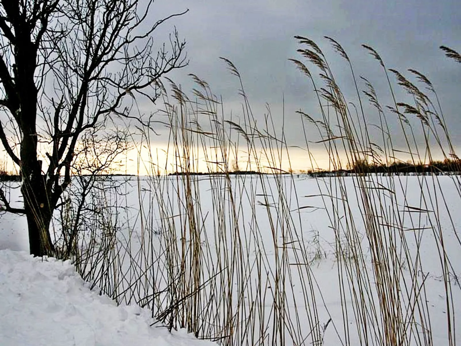 Zwergmöwe in Neue Tiefe-Inside
