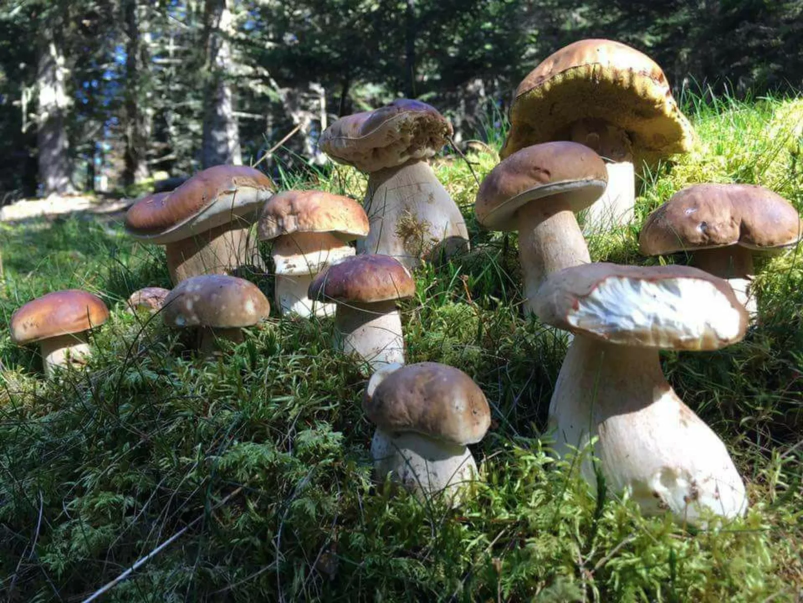 Schwalbennest-Image-tags.info