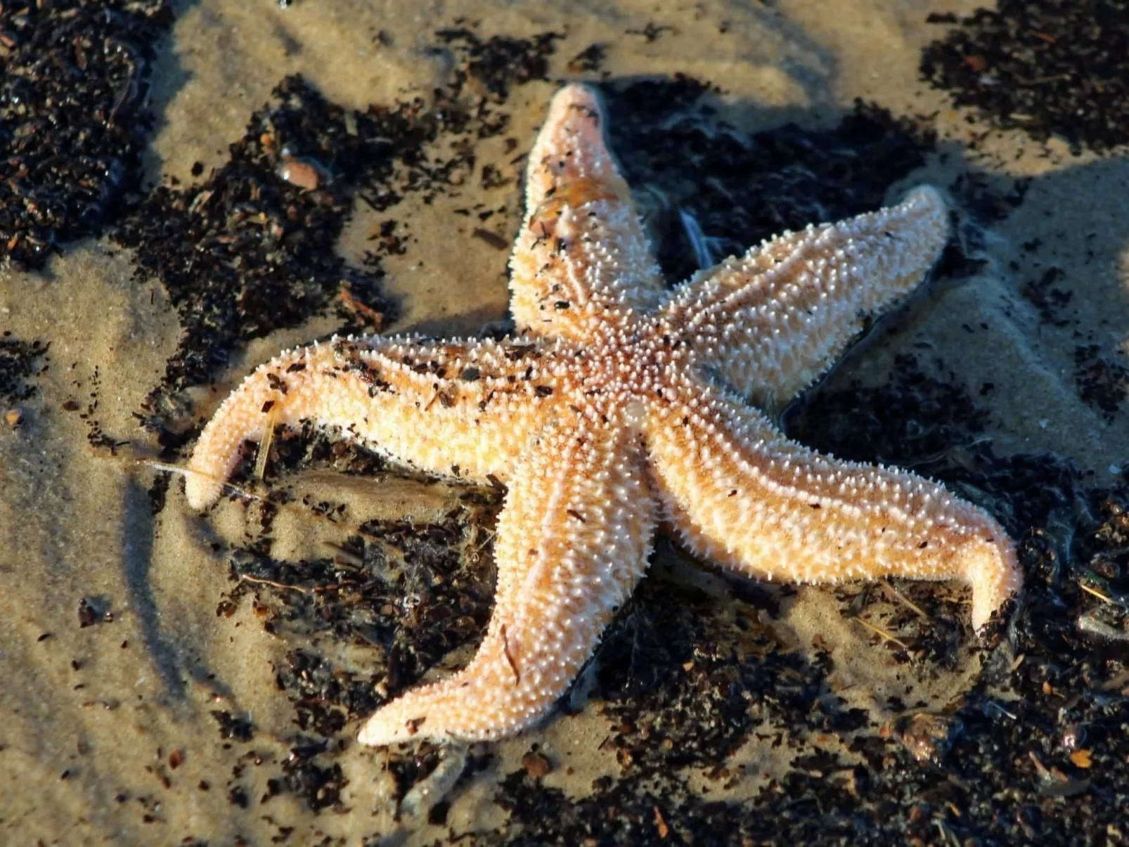 Sommerhaus "De Zeester"-Dedans