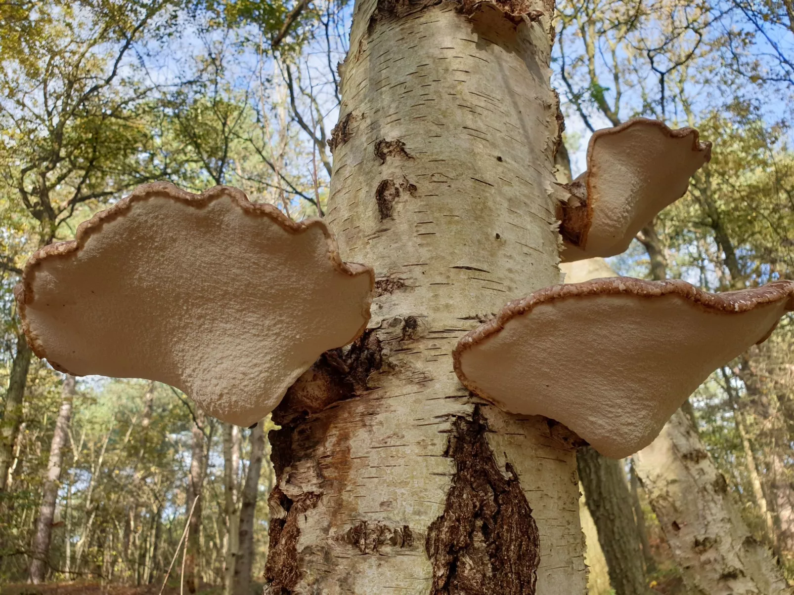 Sommerhaus Klein Wimmenum, Nähe Strand und Dünen-Draußen