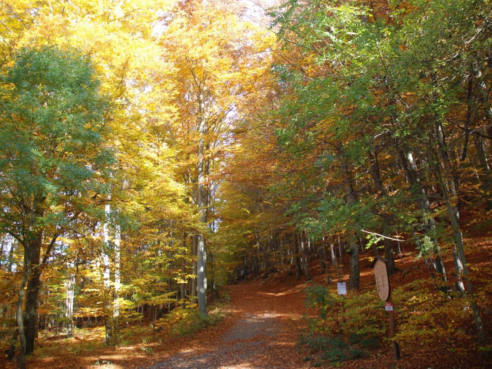 Wohnung in Bad Harzburg mit Garten-Outside
