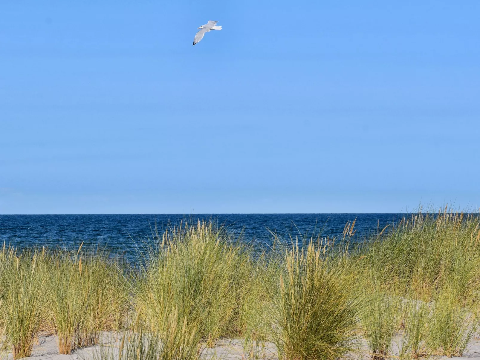 Familiäres, charmantes Appartement in Zingst-Drinnen
