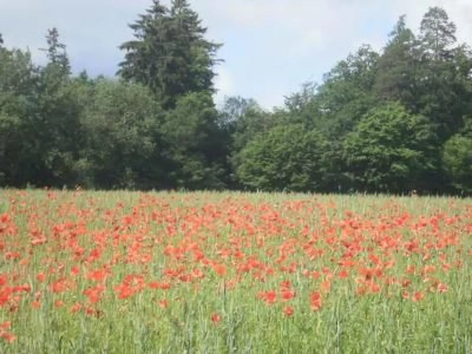 Mit Liebe ausgestattetes Haus im Naturpark-Drinnen