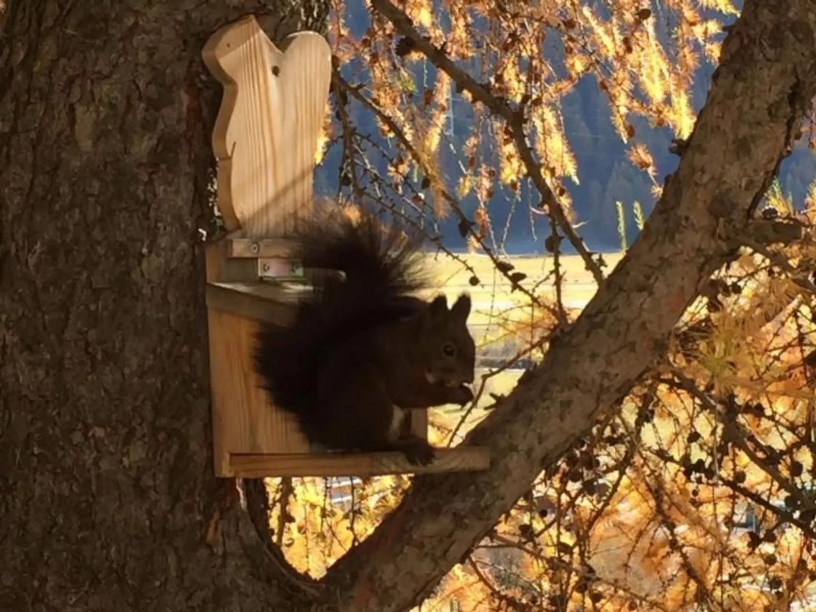 Chesa Crusch-Image-tags.info